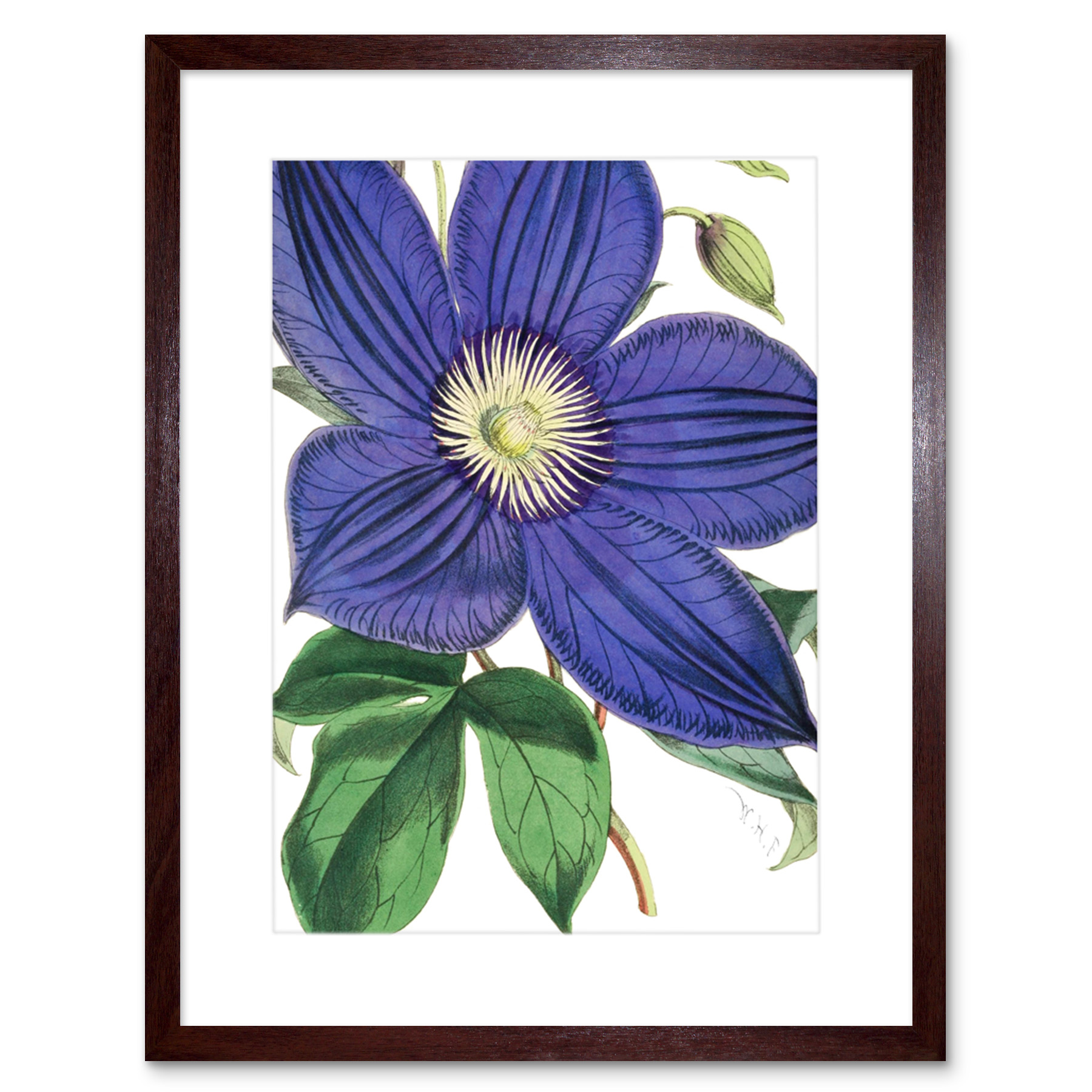 Große lila Clematis-Blüte Kunstplakat Gerahmter Kunstdruck 18x23 cm - Bild 10 von 29