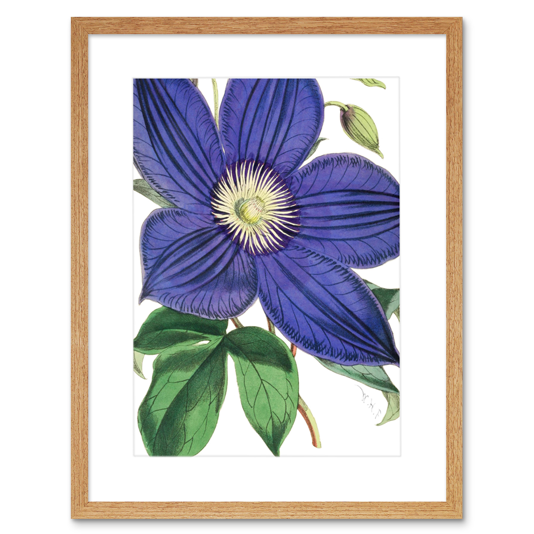 Große lila Clematis-Blüte Kunstplakat Gerahmter Kunstdruck 18x23 cm - Bild 17 von 29