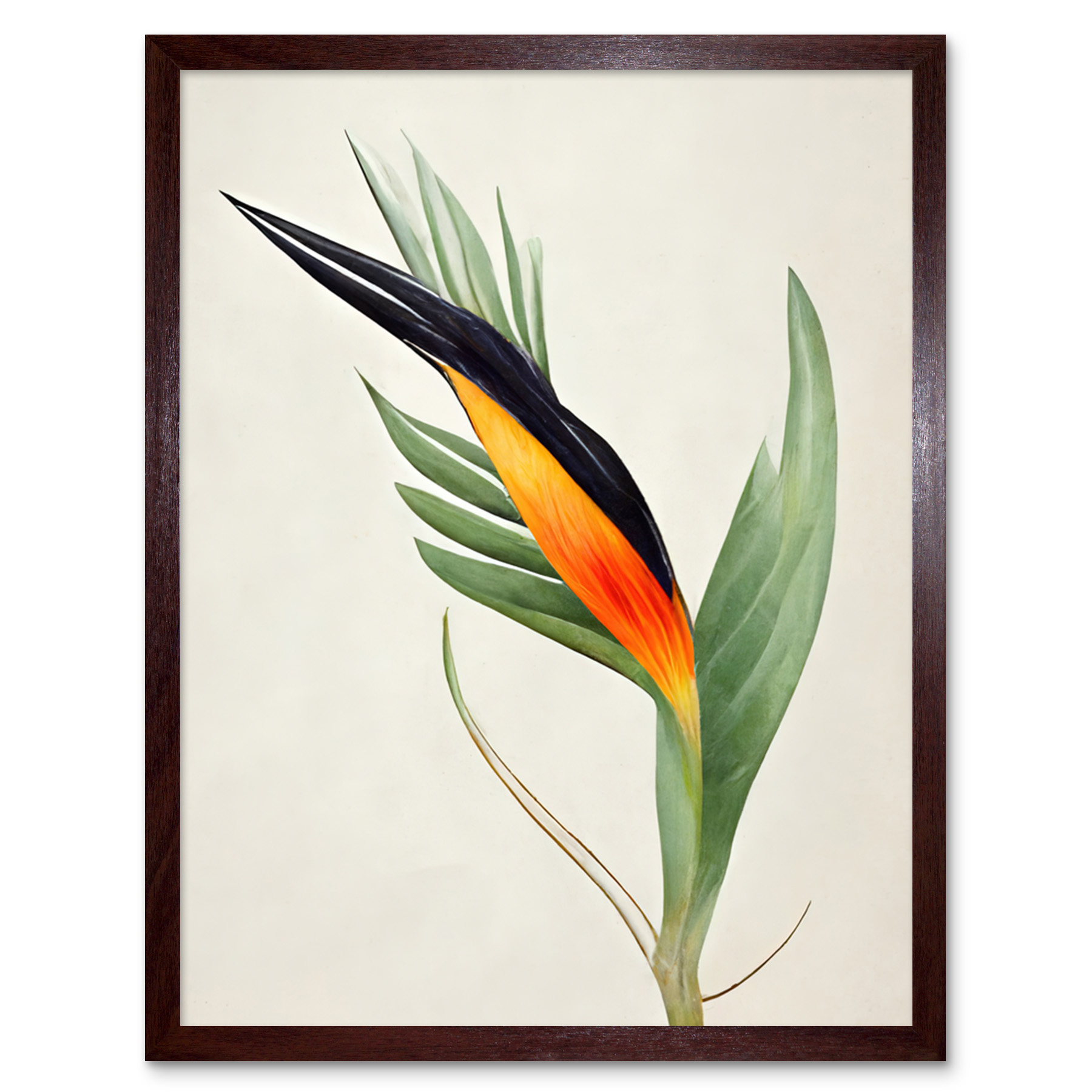 Tropical Bird of Paradise Flower Gold Black Framed Wall Art Picture Print 9X7 In