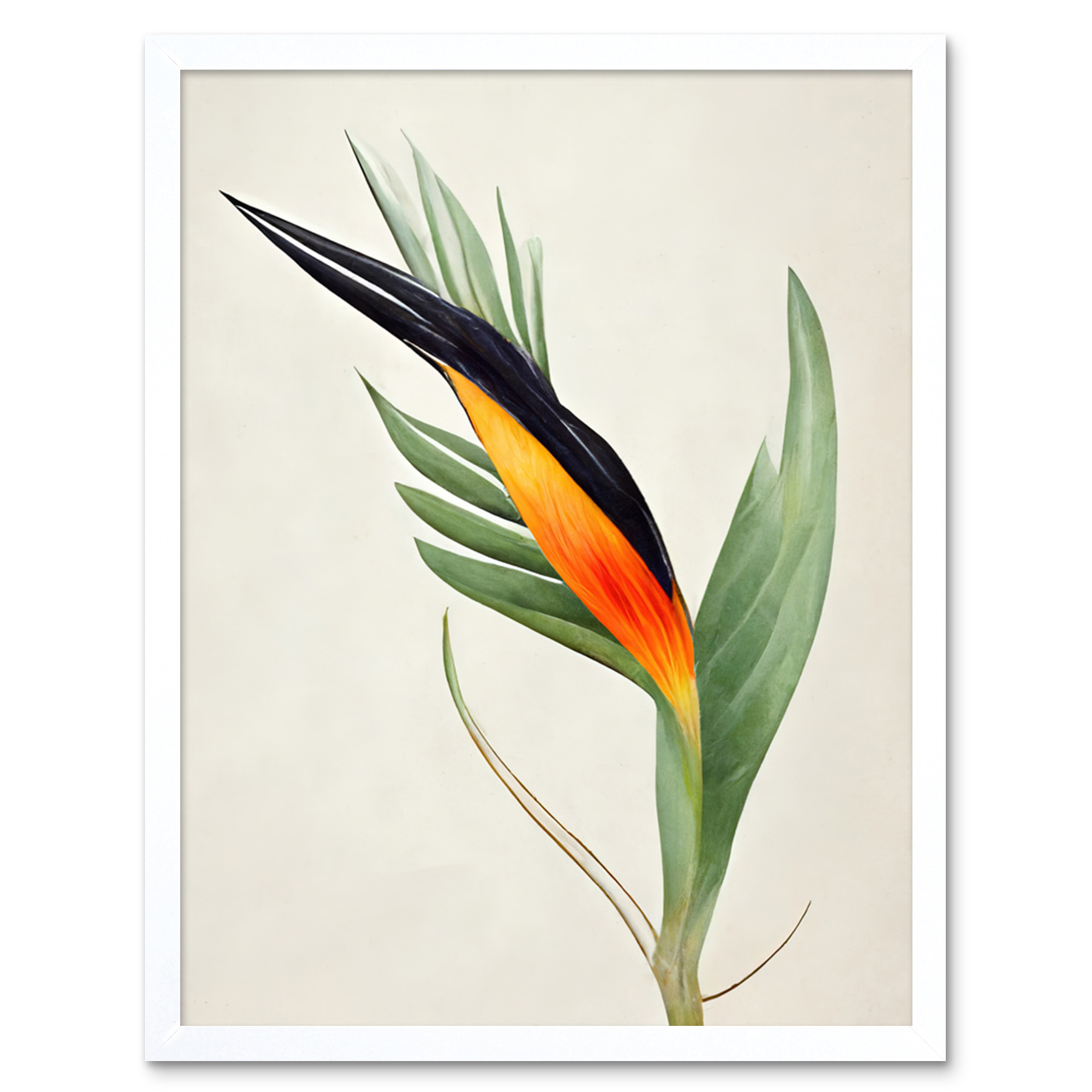 Tropical Bird of Paradise Flower Gold Black Framed Wall Art Picture Print 9X7 In