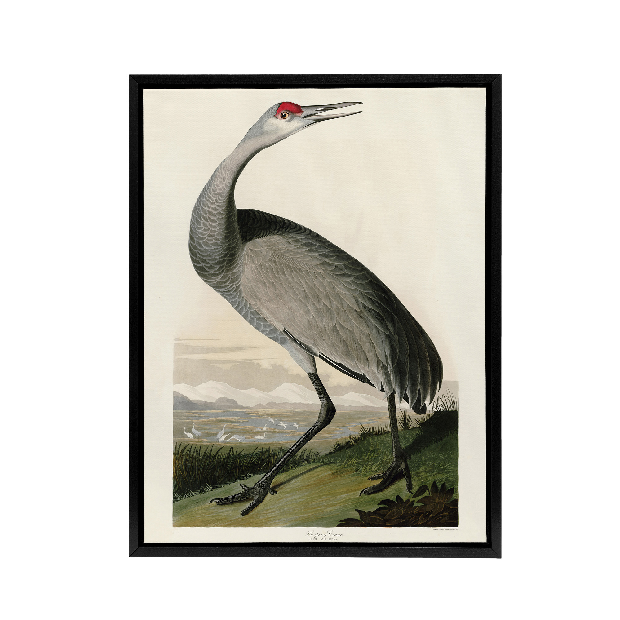 Audubon Birds Of Crane Nature Painting Framed Canvas Wall Art Print