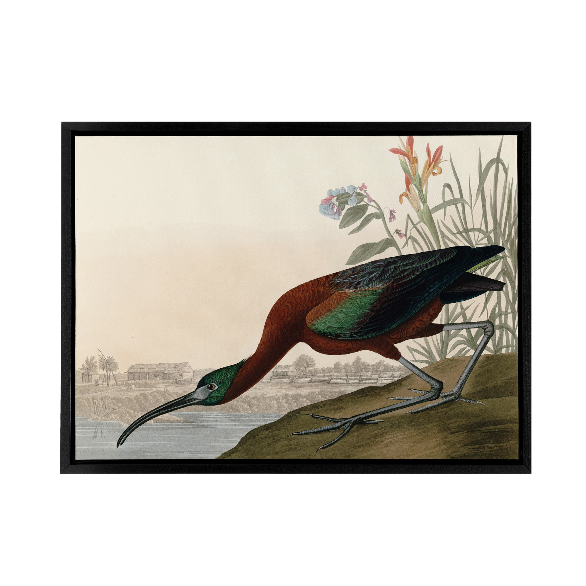 Audubon Birds Glossy Ibis Painting Framed Canvas Wall Art Print