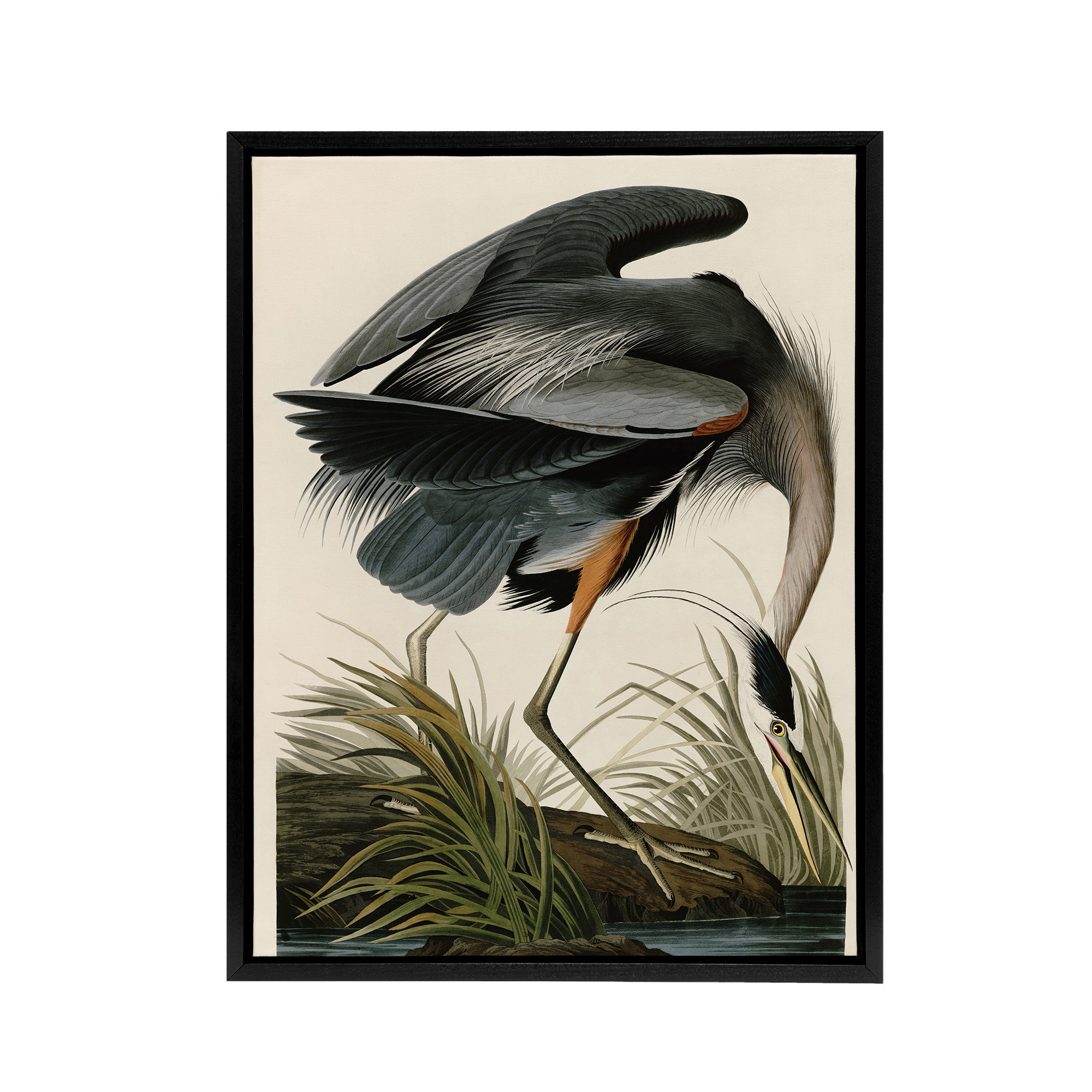 Audubon Birds Great Heron Painting Framed Canvas Wall Art Print