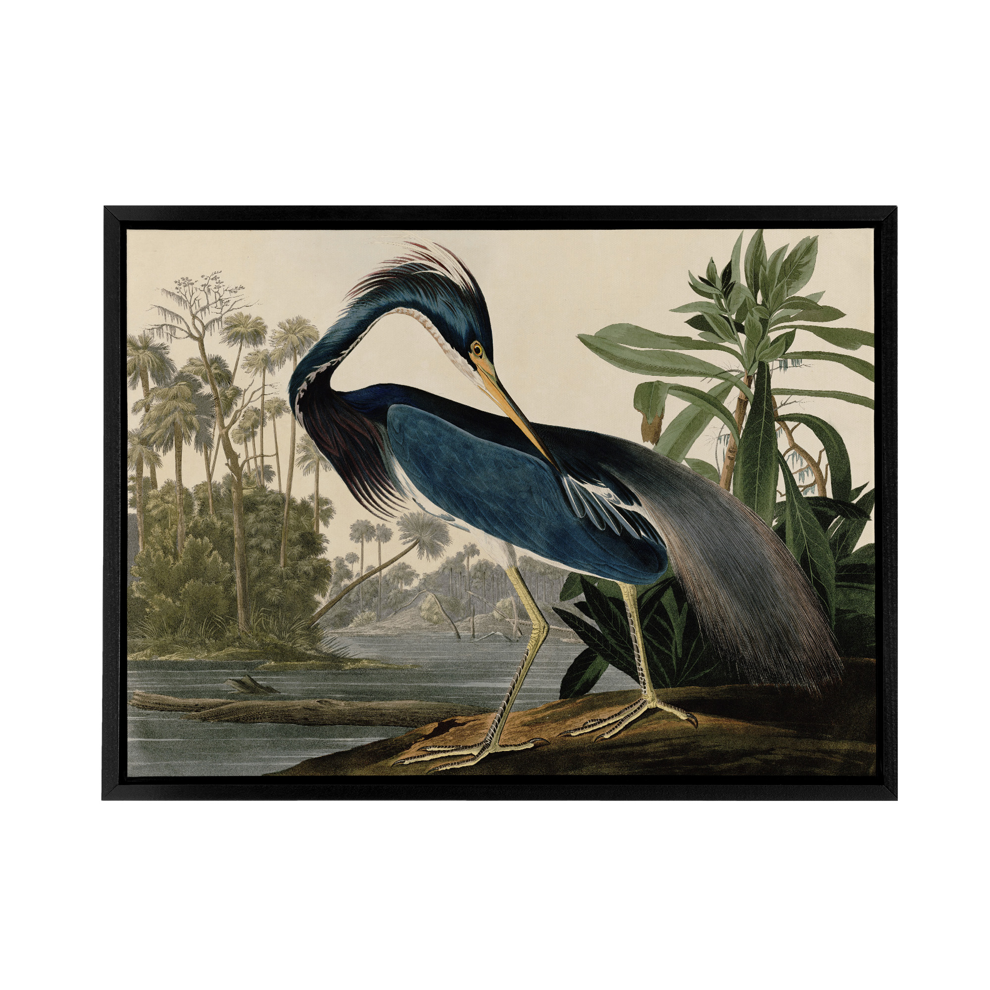 Audubon Birds Louisiana Heron Framed Canvas Wall Art Print
