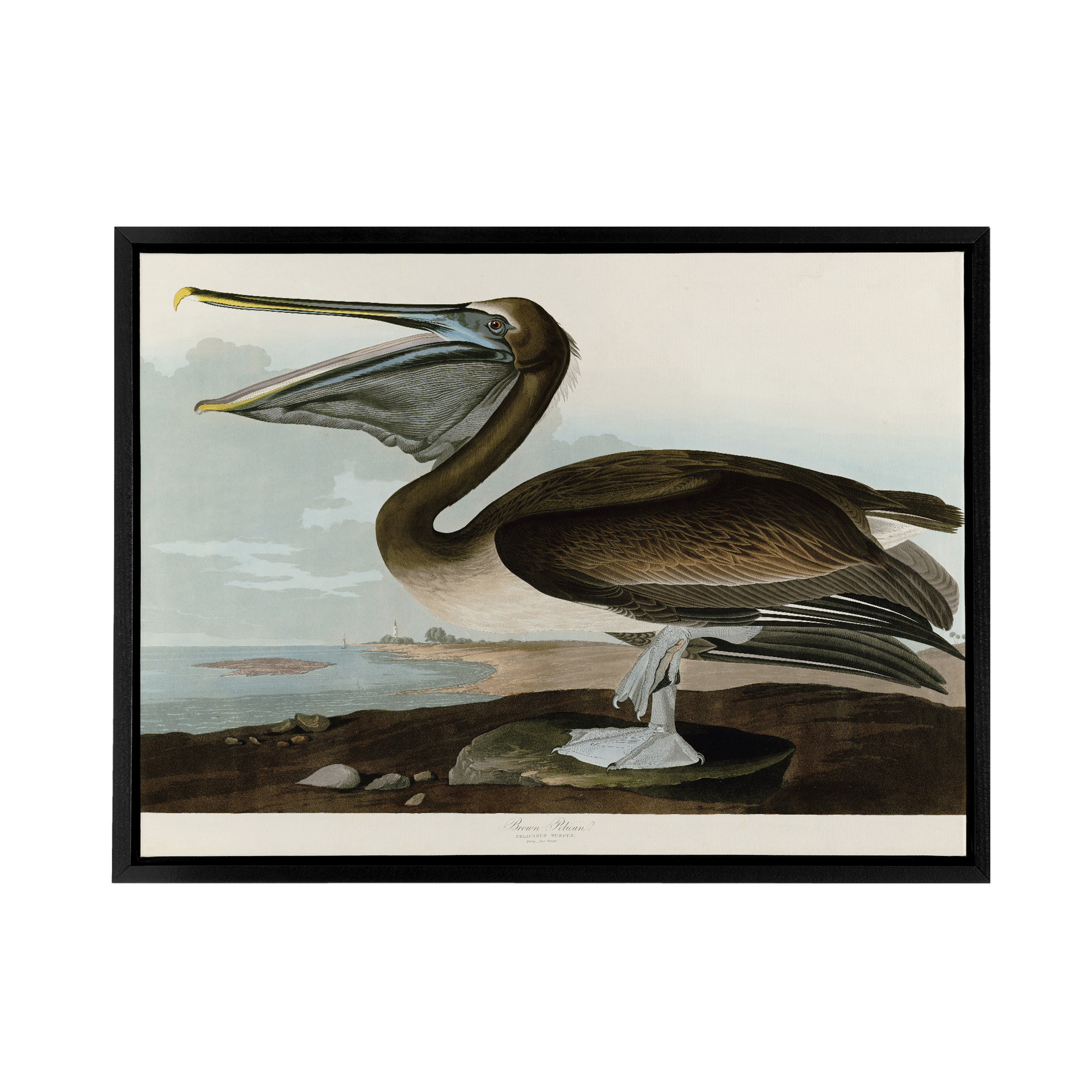 Audubon Birds Brown Pelican Painting Framed Canvas Wall Art Print