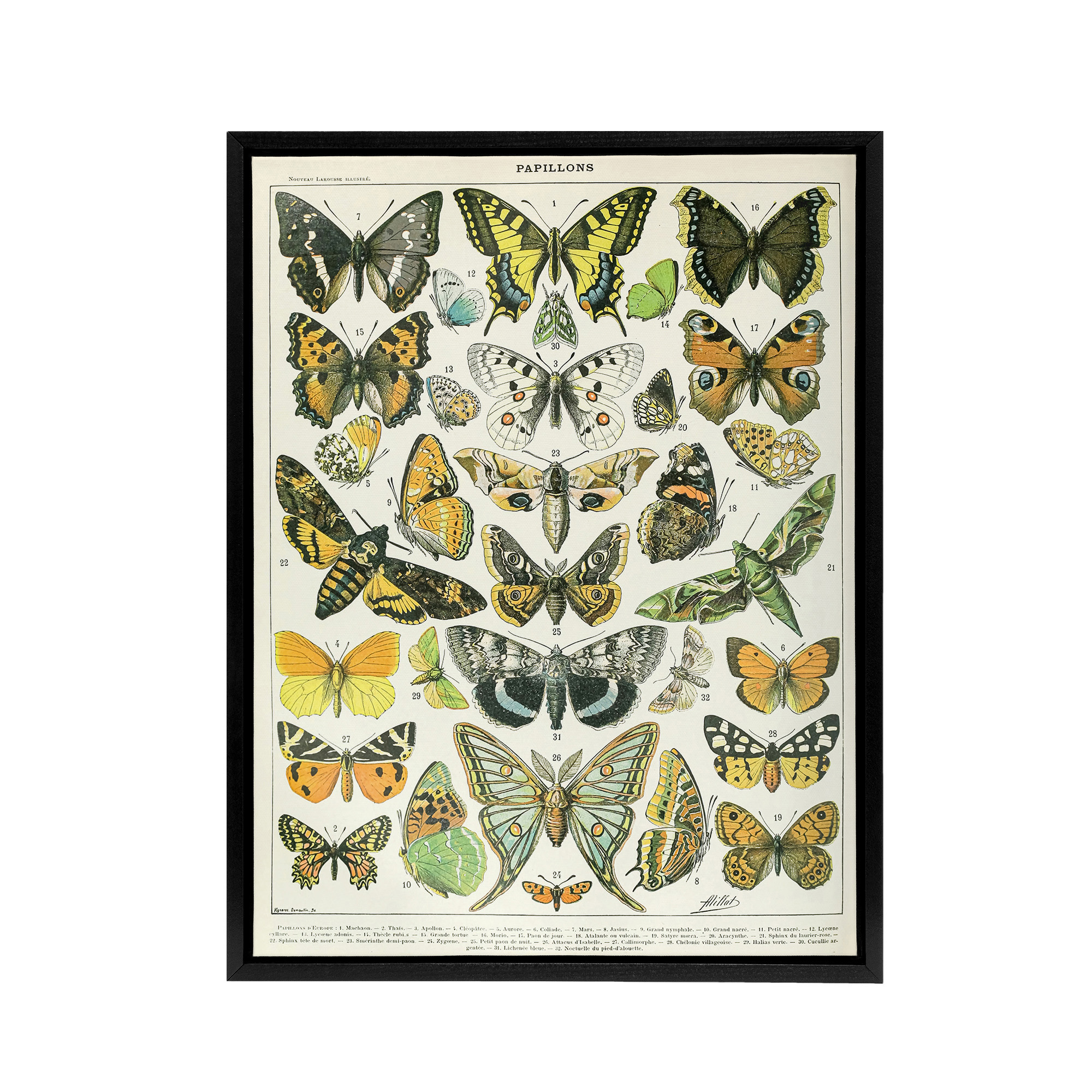 Millot Encyclopedia Page Butterflies Moths Framed Canvas Wall Art Print