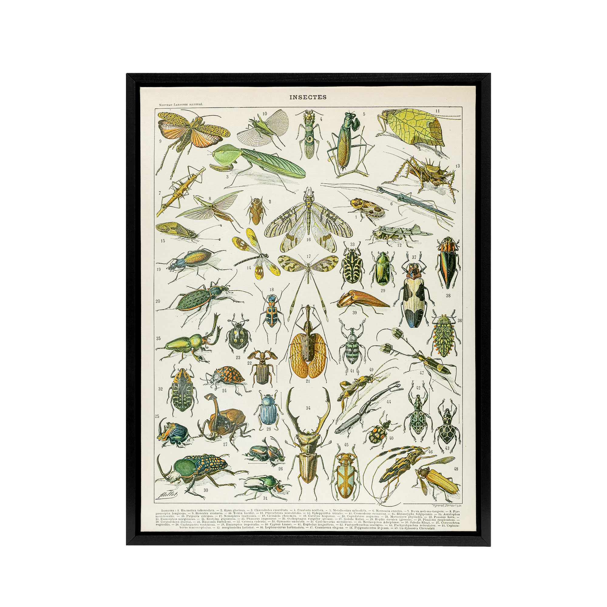 Millot Encyclopedia Page Beetles Insects Framed Canvas Wall Art Print