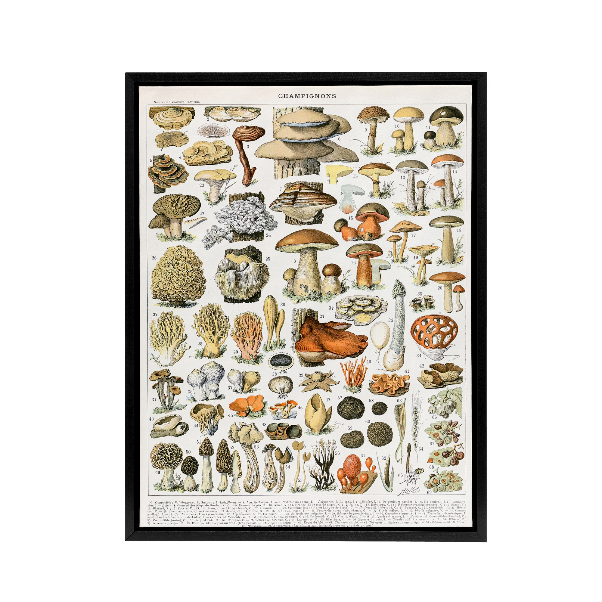 Millot Encyclopedia Page Mushroom Varieties Framed Canvas Wall Art Print
