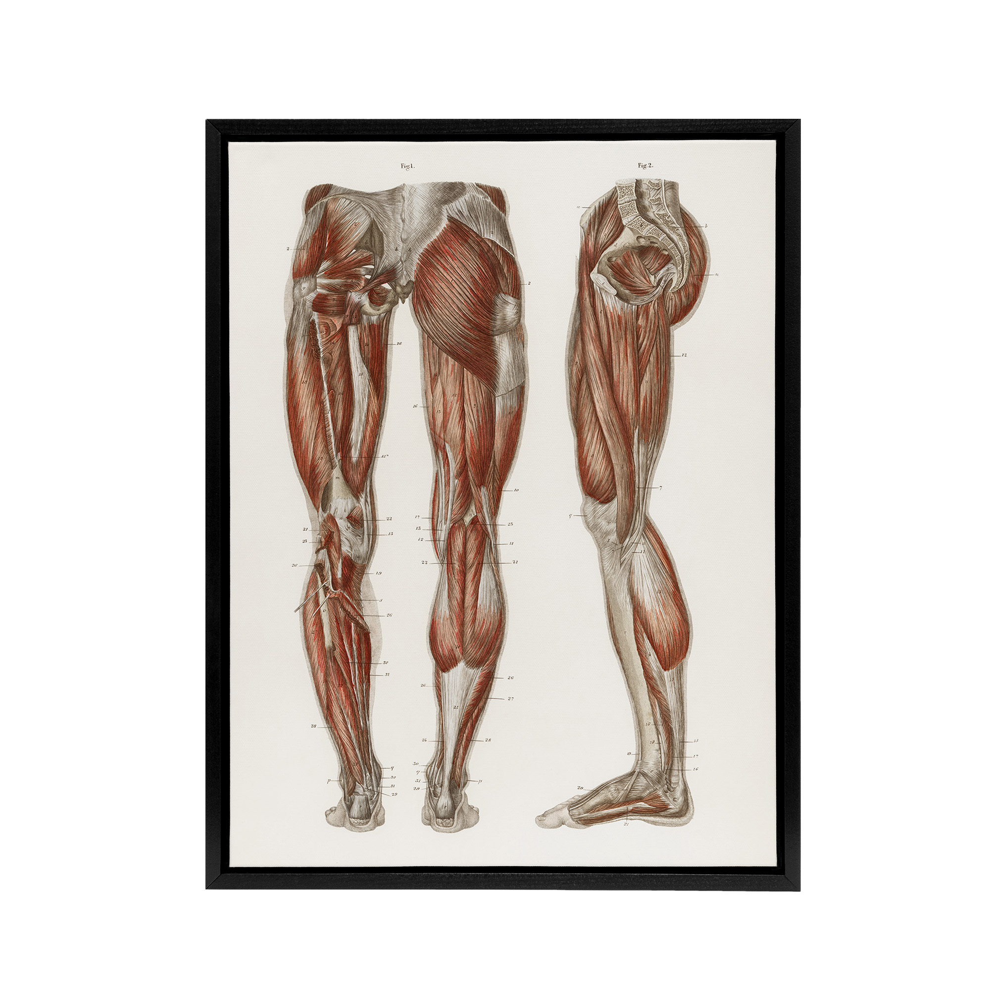Leg and Feet Muscle Anatomy Bock Vintage Black Framed Canvas Wall Art Print