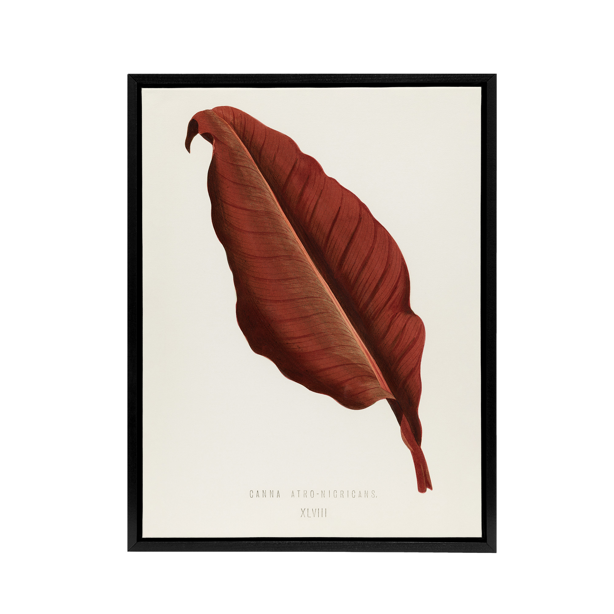 Canna Botany Red Leaf Shirley Hibberd Vintage Black Framed Canvas Wall Art