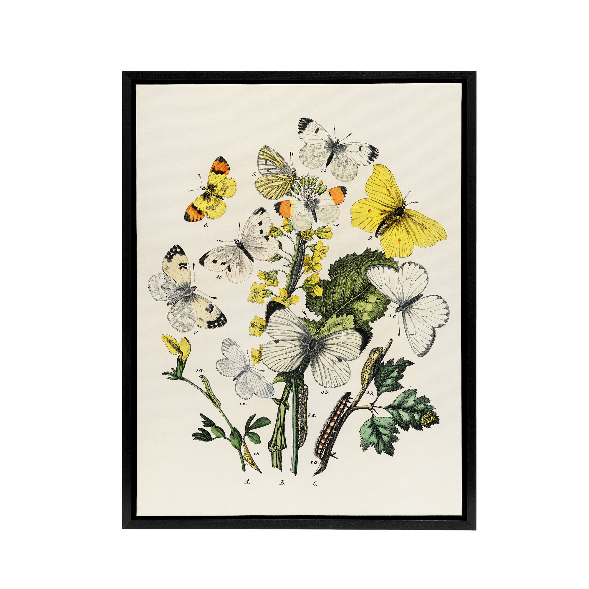Caterpillars and Butterflies Kirby Vintage Black Framed Canvas Wall Art Print