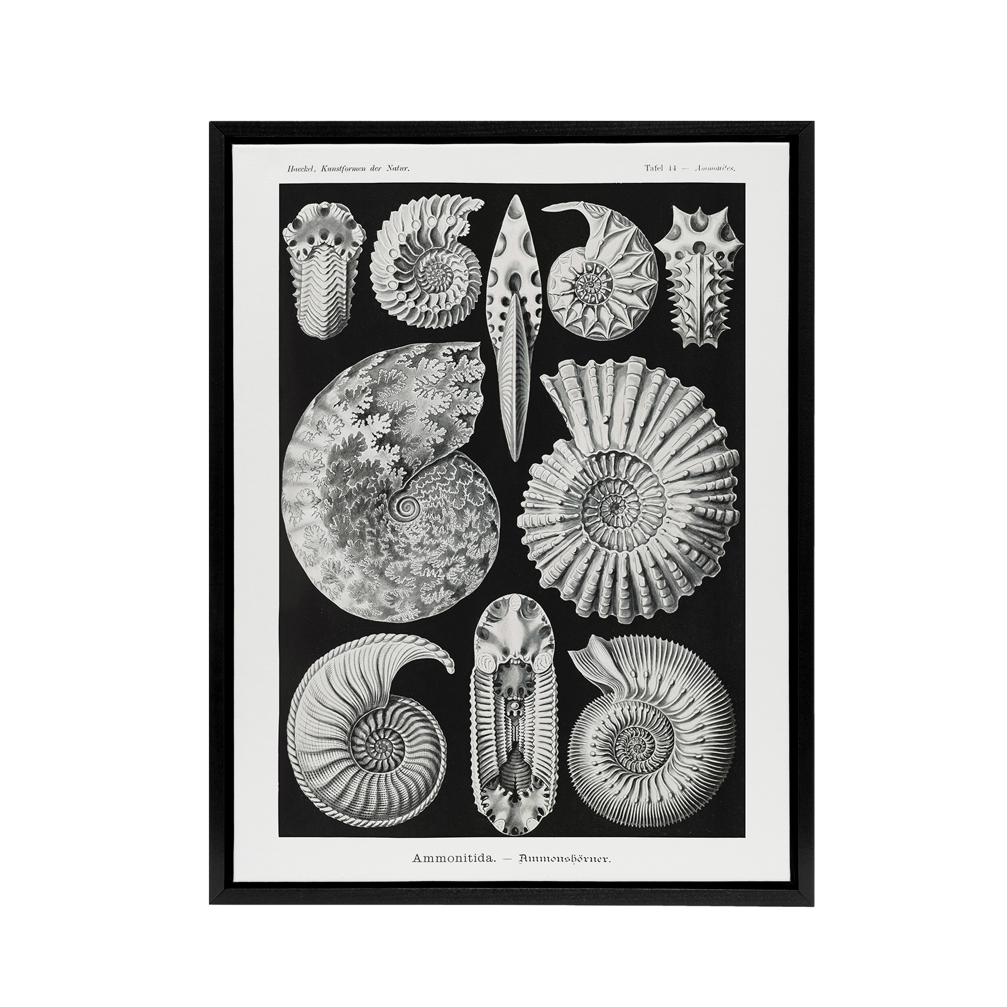 Ammonite Fossil Cephalopods Haeckel Botanical Black Framed Canvas Wall Art
