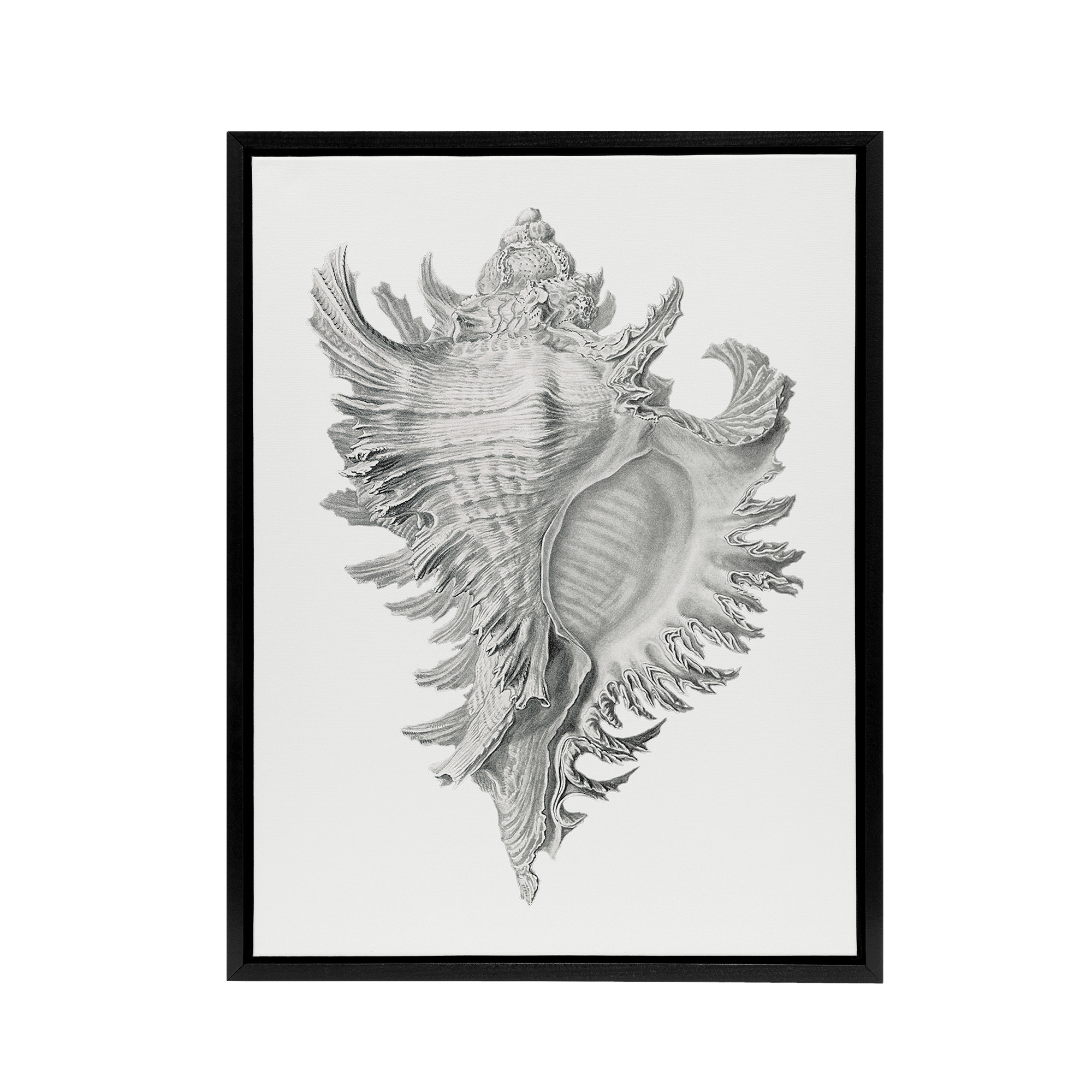 Whelk Sea Snail Shell Drawing Haeckel Botanical Black Framed Canvas Wall Art