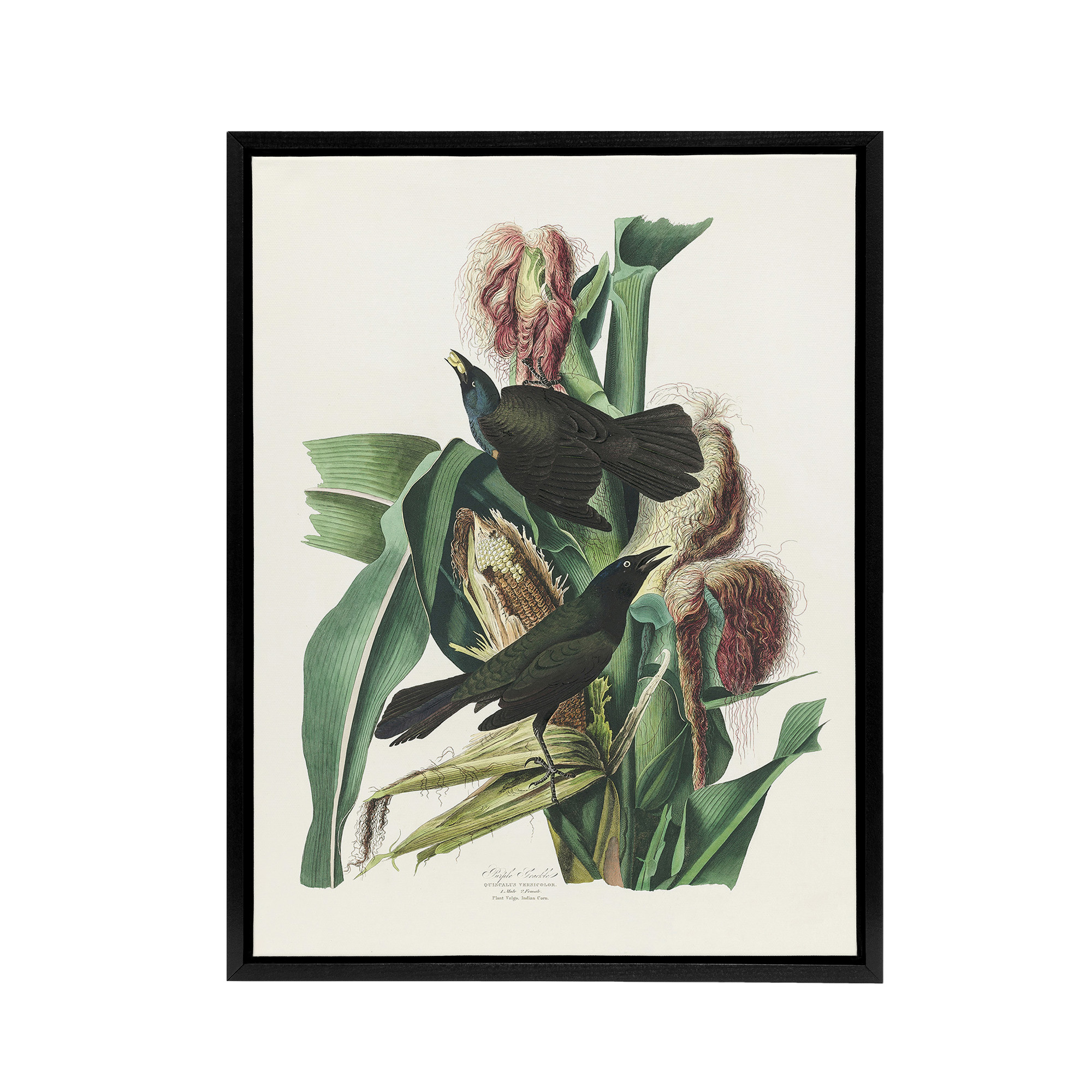 Purple Grackle Crow Blackbird Audubon Nature Black Framed Canvas Wall Art