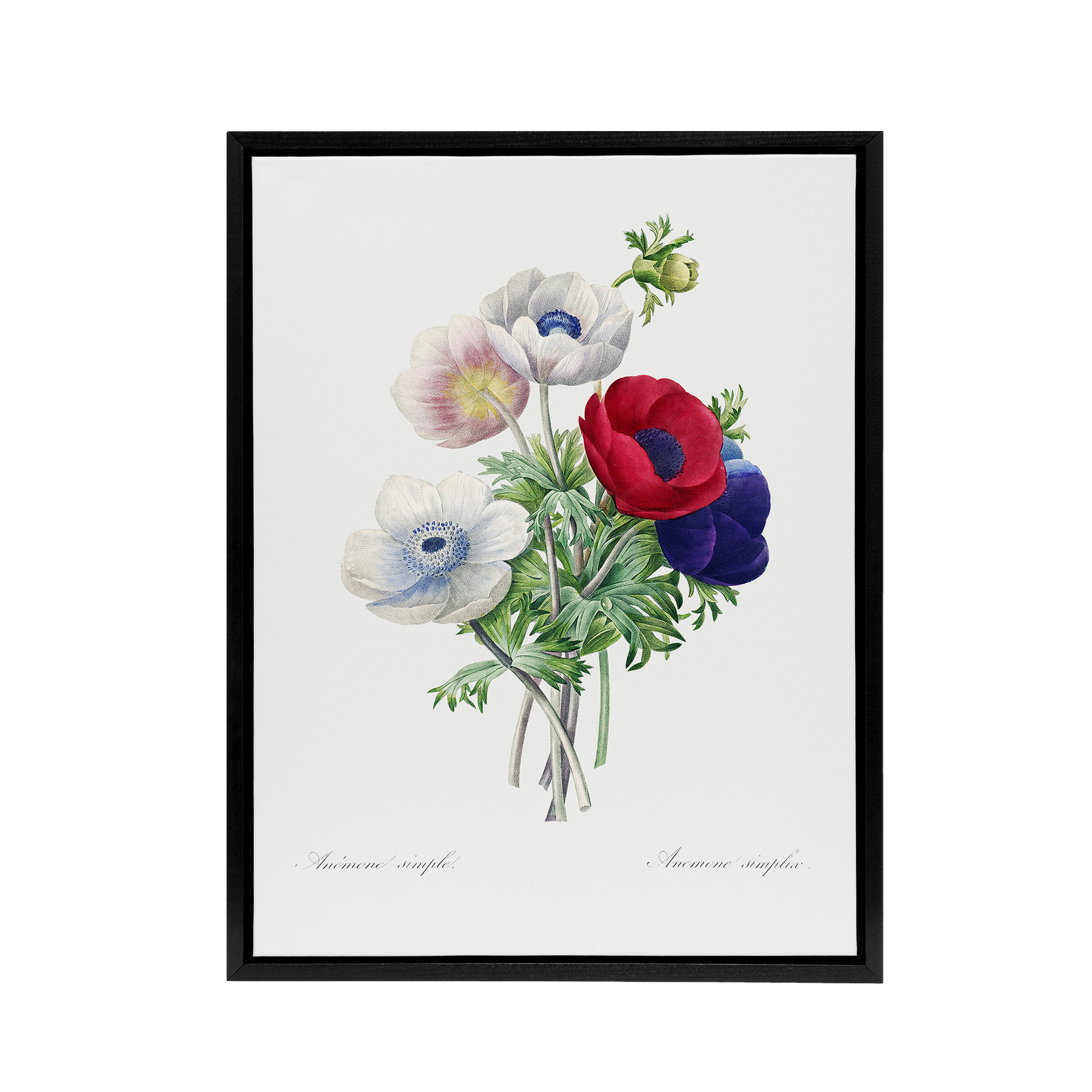 Anemone Flowers Botanical Redoute Vintage Black Framed Canvas Wall Art Print