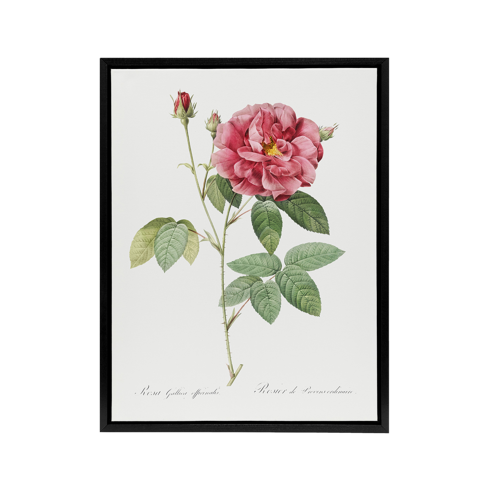 French Rose Illustration Redoute Vintage Black Framed Canvas Wall Art Print