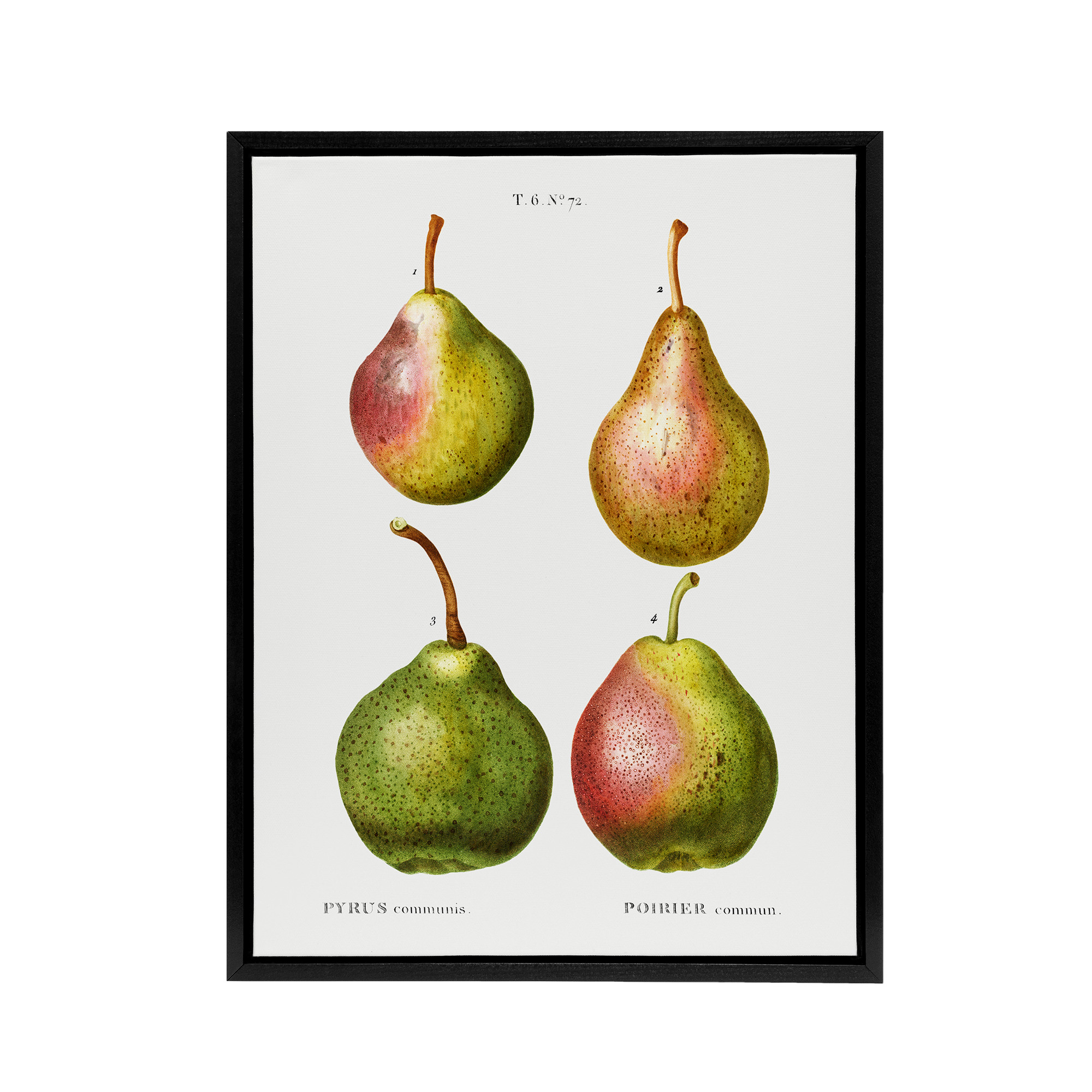 Pear Fruit Illustration Redoute Vintage Black Framed Canvas Wall Art Print