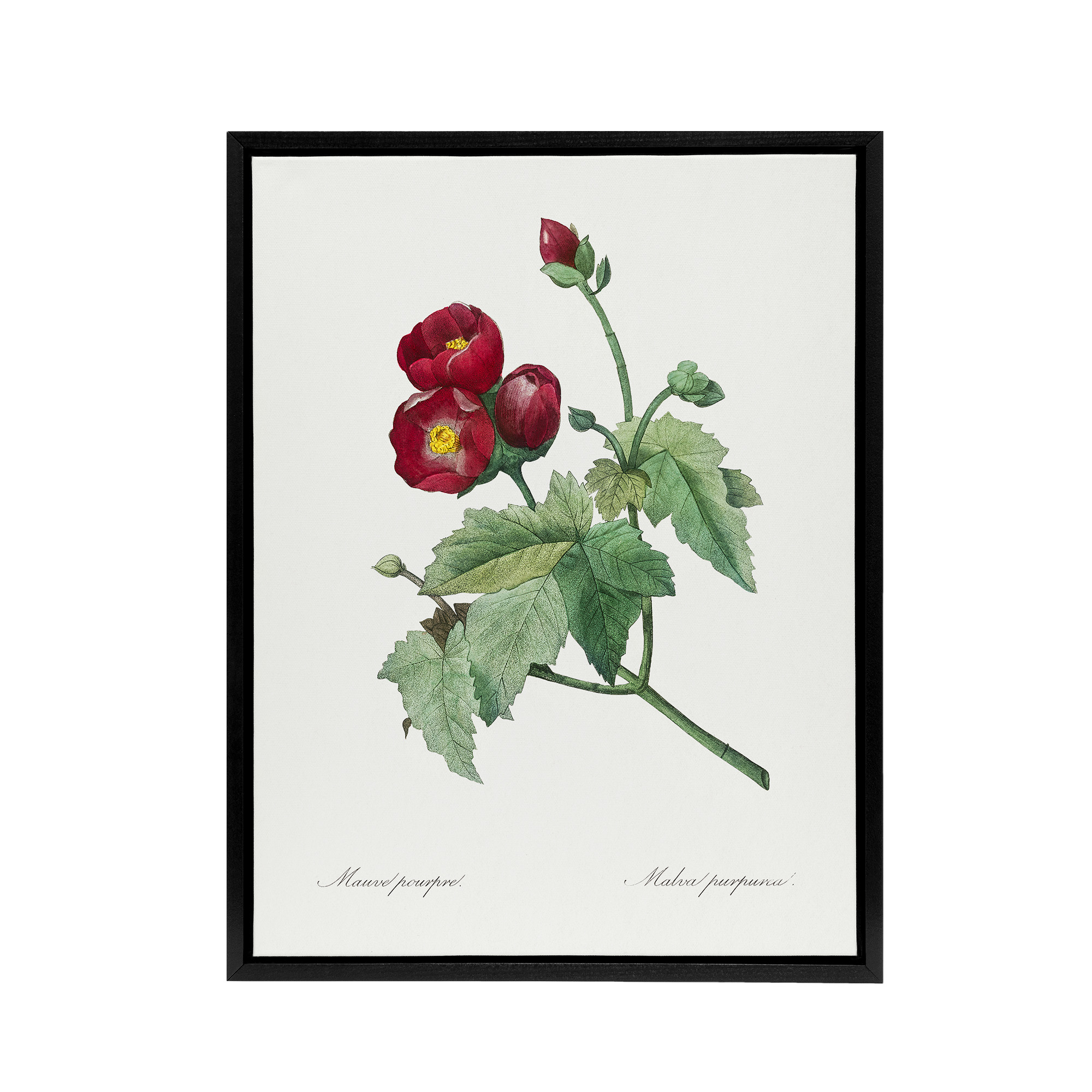 Callirhoe Poppy Mallow Flower Redoute Vintage Black Framed Canvas Wall Art