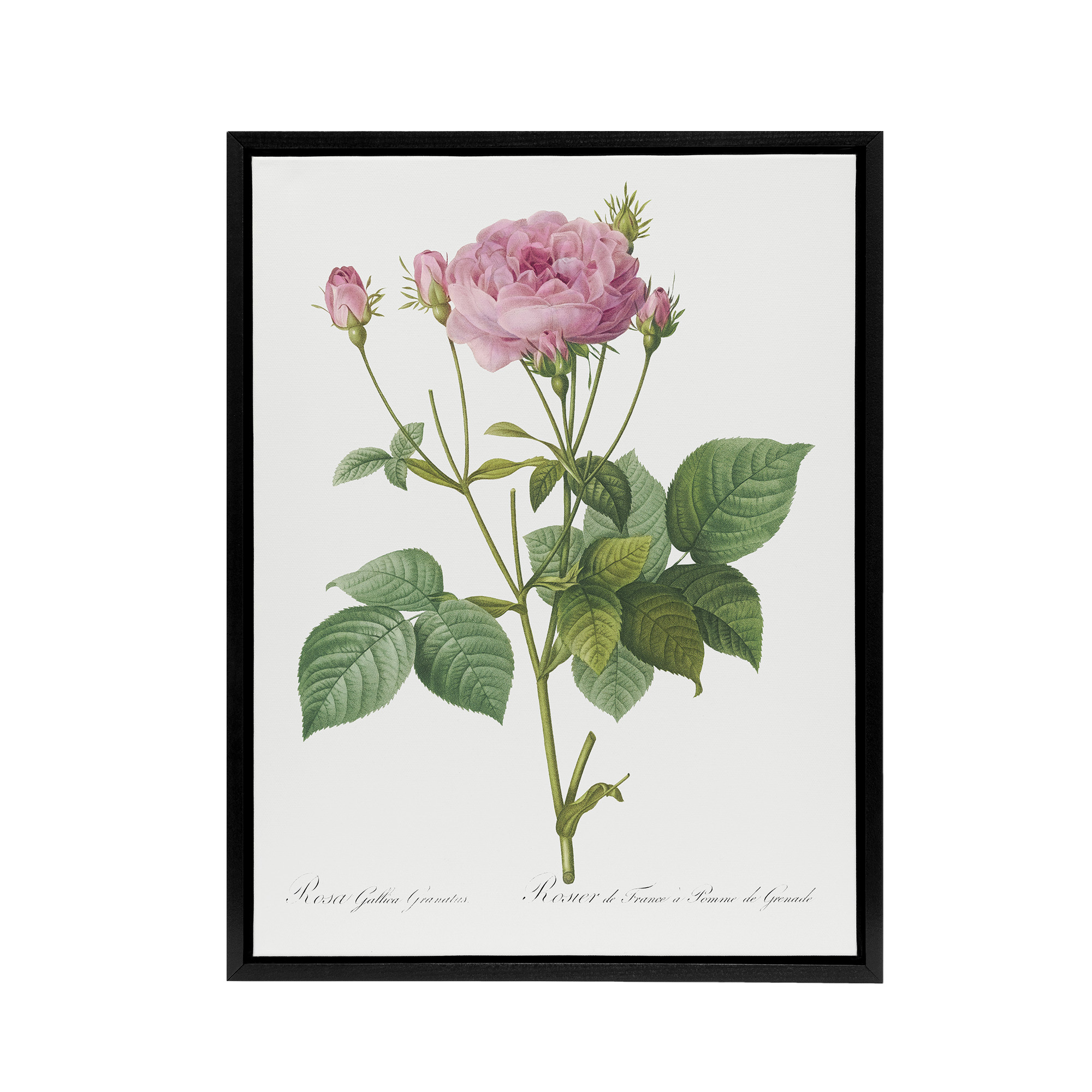Gallic Rose Flower Illustration Redoute Vintage Black Framed Canvas Wall Art