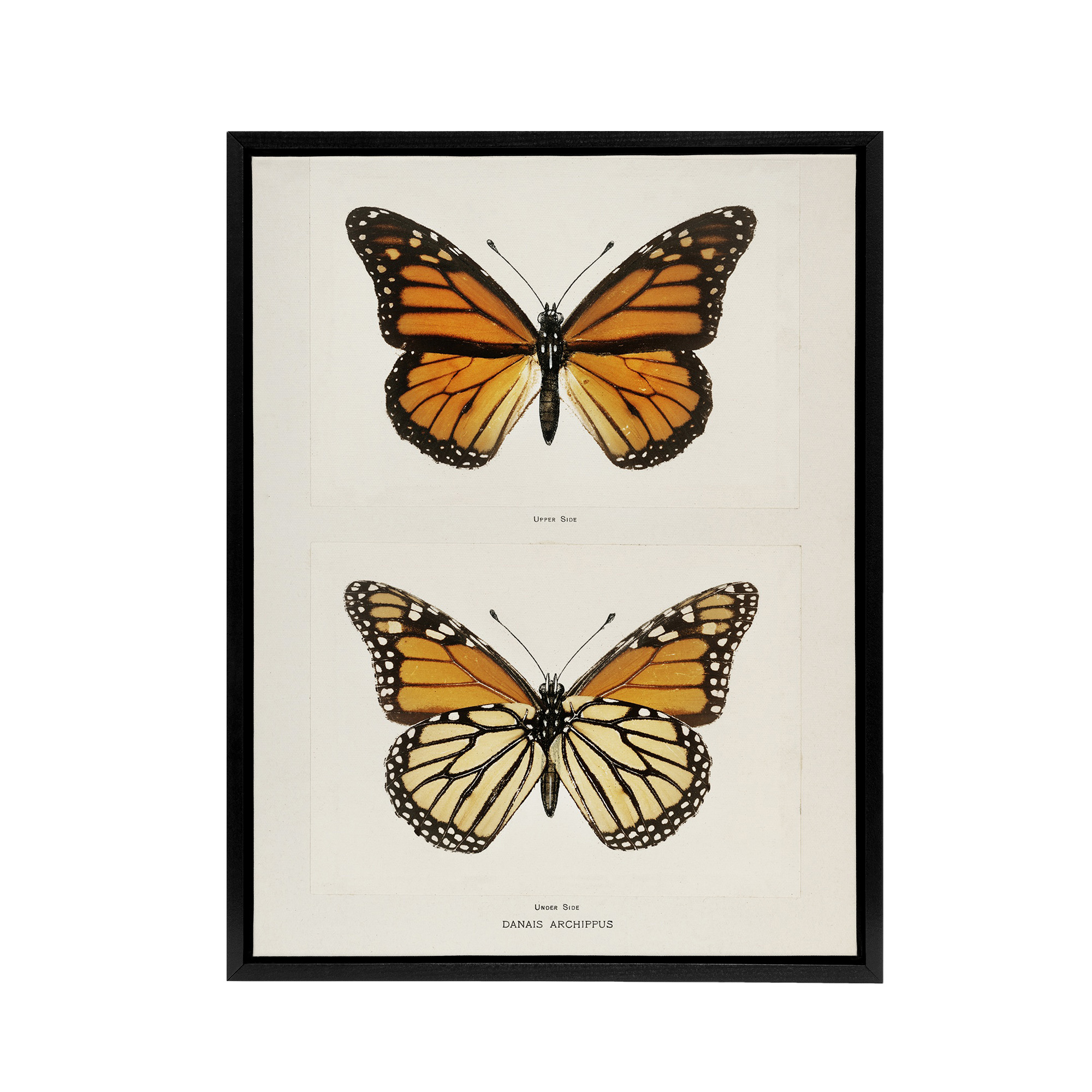 Monarch Butterfly Vintage Illustration Denton Framed Canvas Wall Art Print