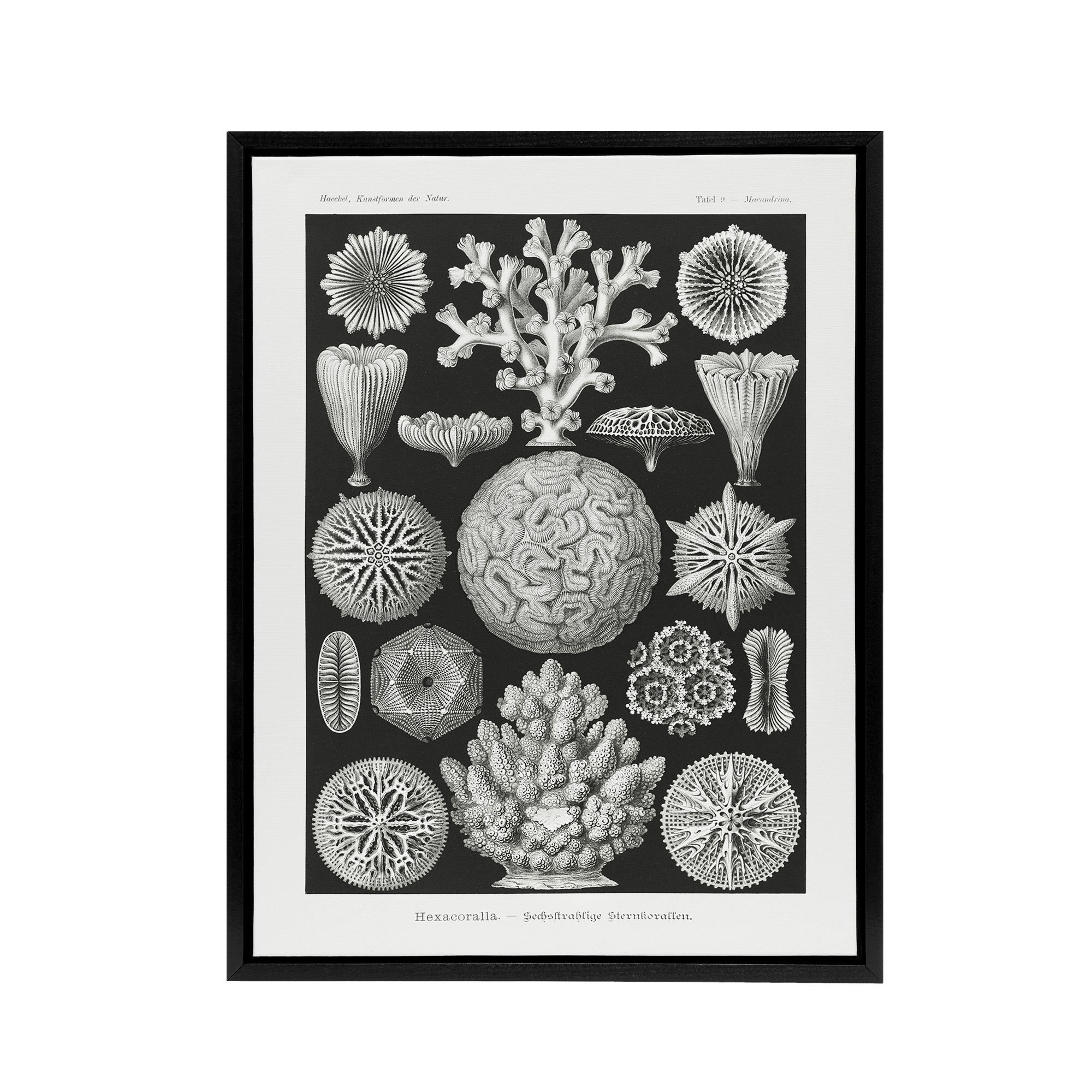 Hexacorallia Marine Life Illustration Haeckel Framed Canvas Wall Art Print
