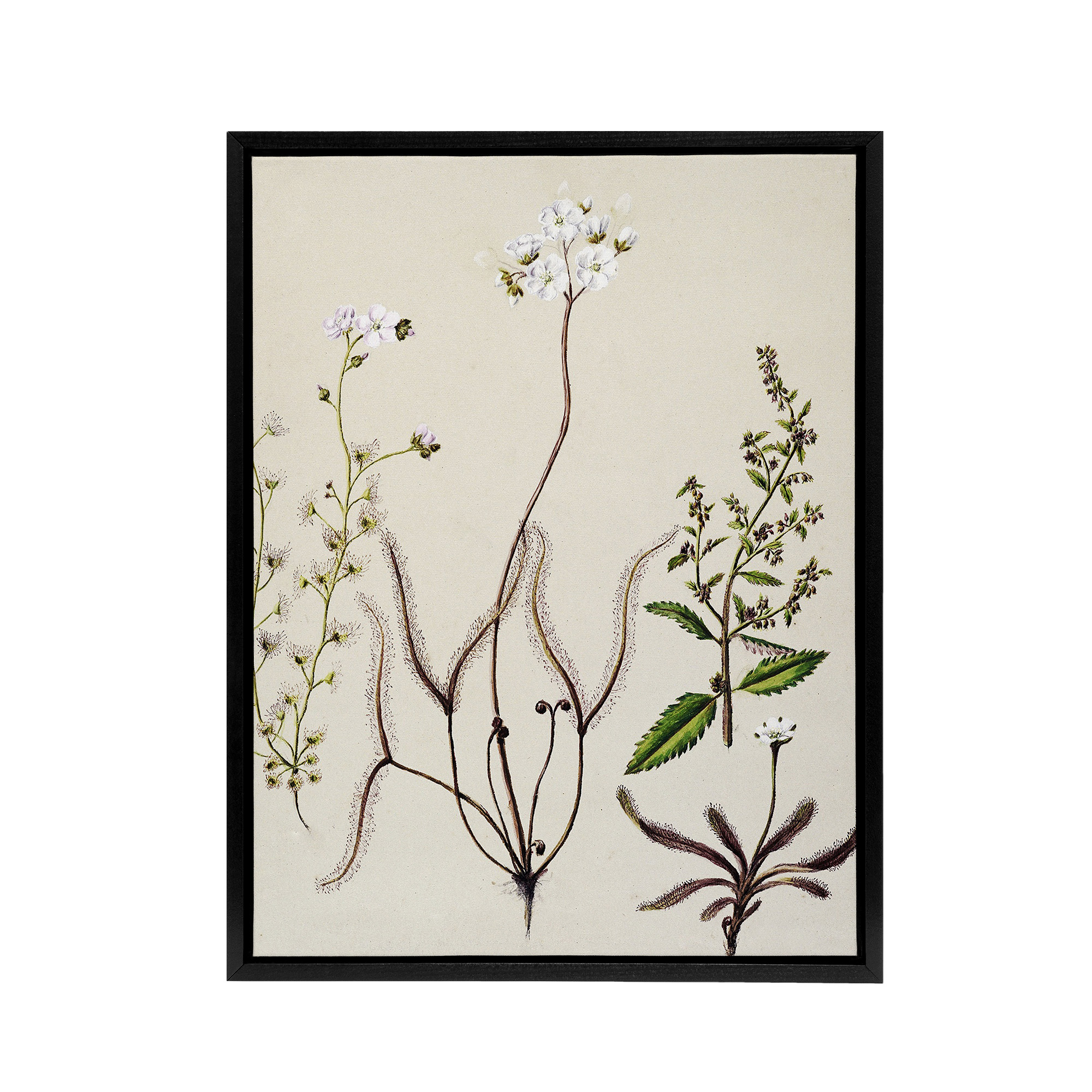 New Zealand Drosera Arcturi Plant Flowers Featon Framed Canvas Wall Art Print