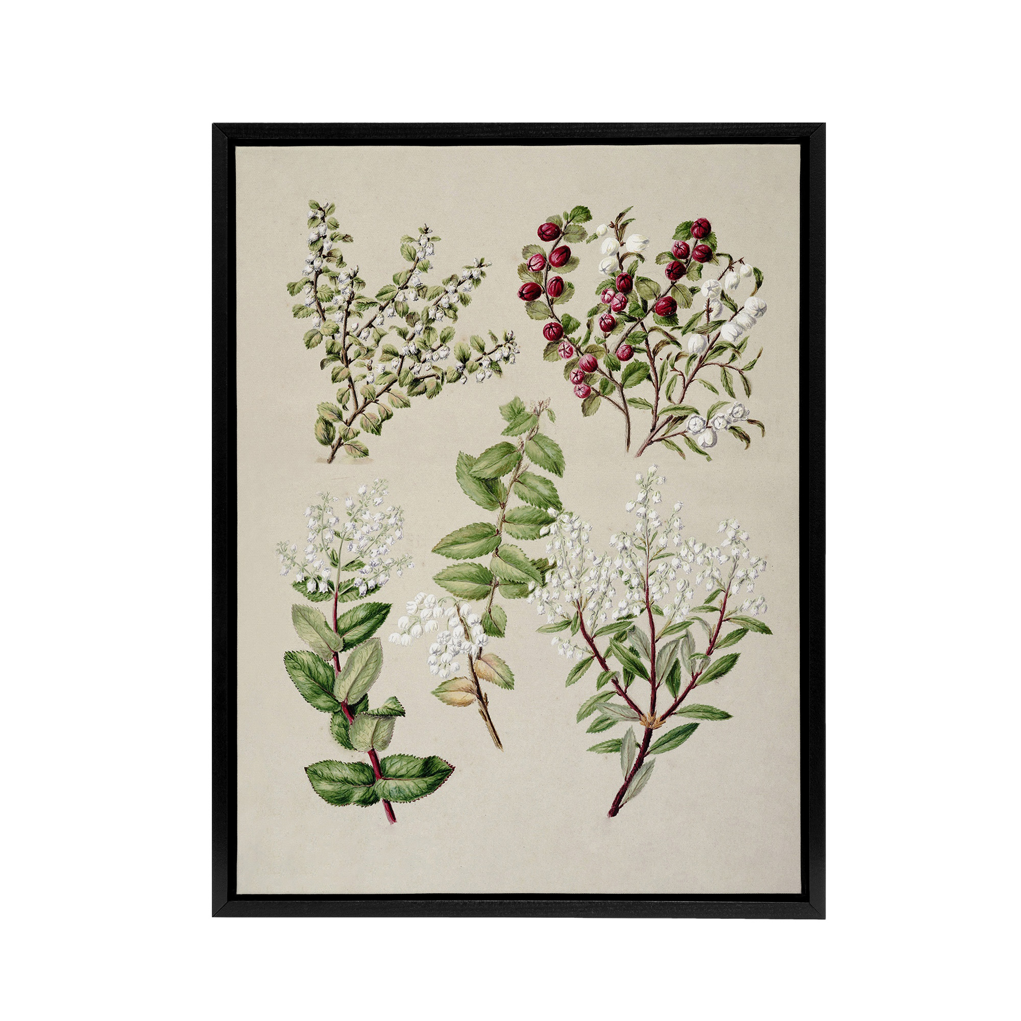 New Zealand Gaultheria Flowering Plant Featon Framed Canvas Wall Art Print