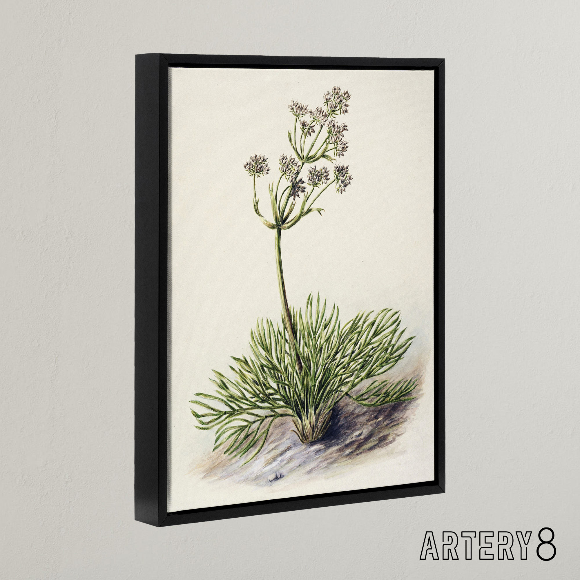 New Zealand Wild Spaniard Flower Featon Framed Canvas Wall Art Print - Bild 3 von 19