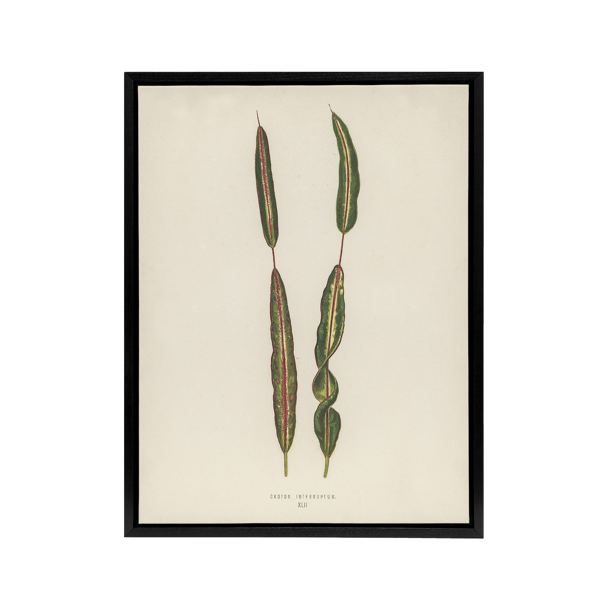 Vintage Botanical Croton Interruptum Leaf Fawcett Black Framed Canvas Wall Art