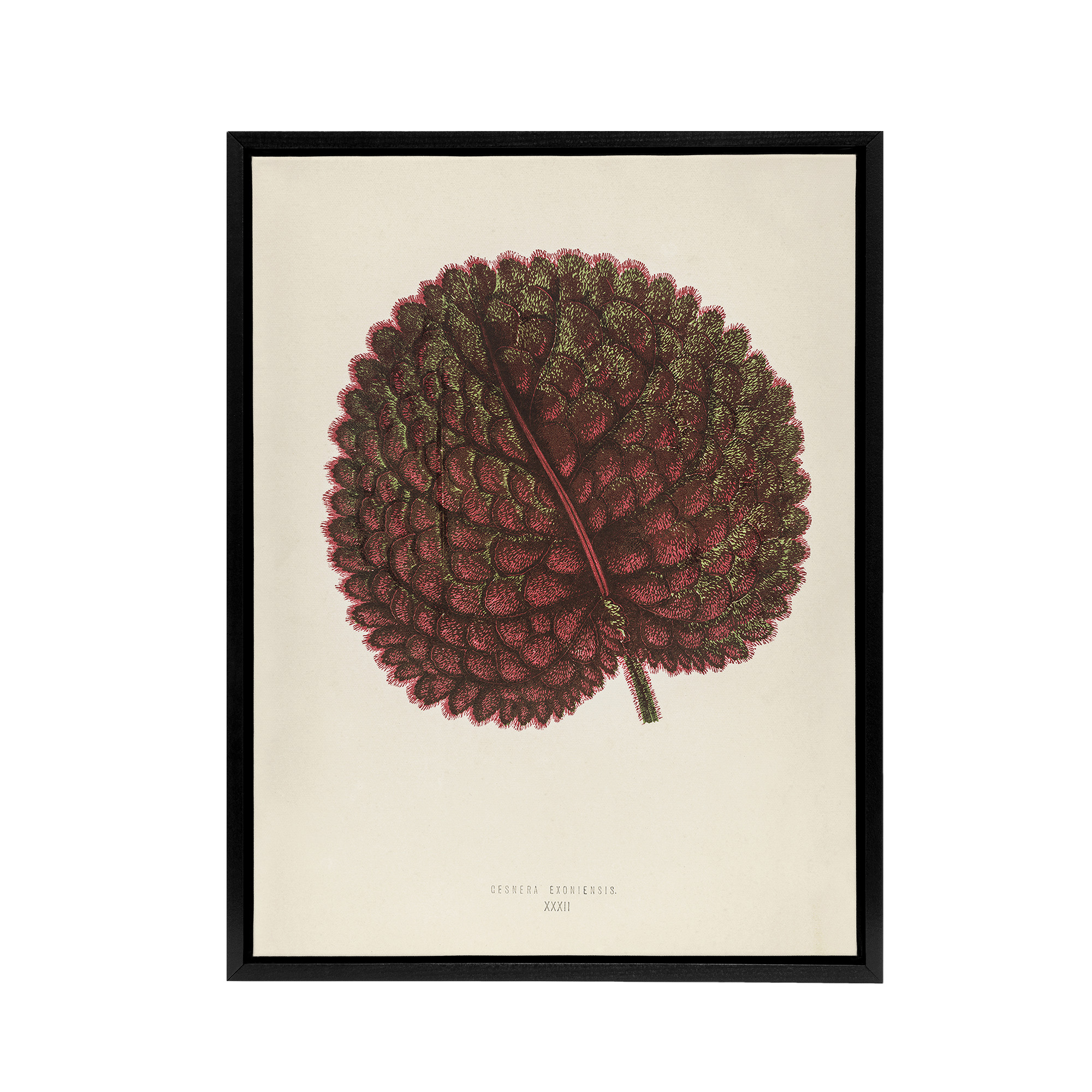 Vintage Botanical Gesnera Exoniensis Leaf Fawcett Black Framed Canvas Wall Art