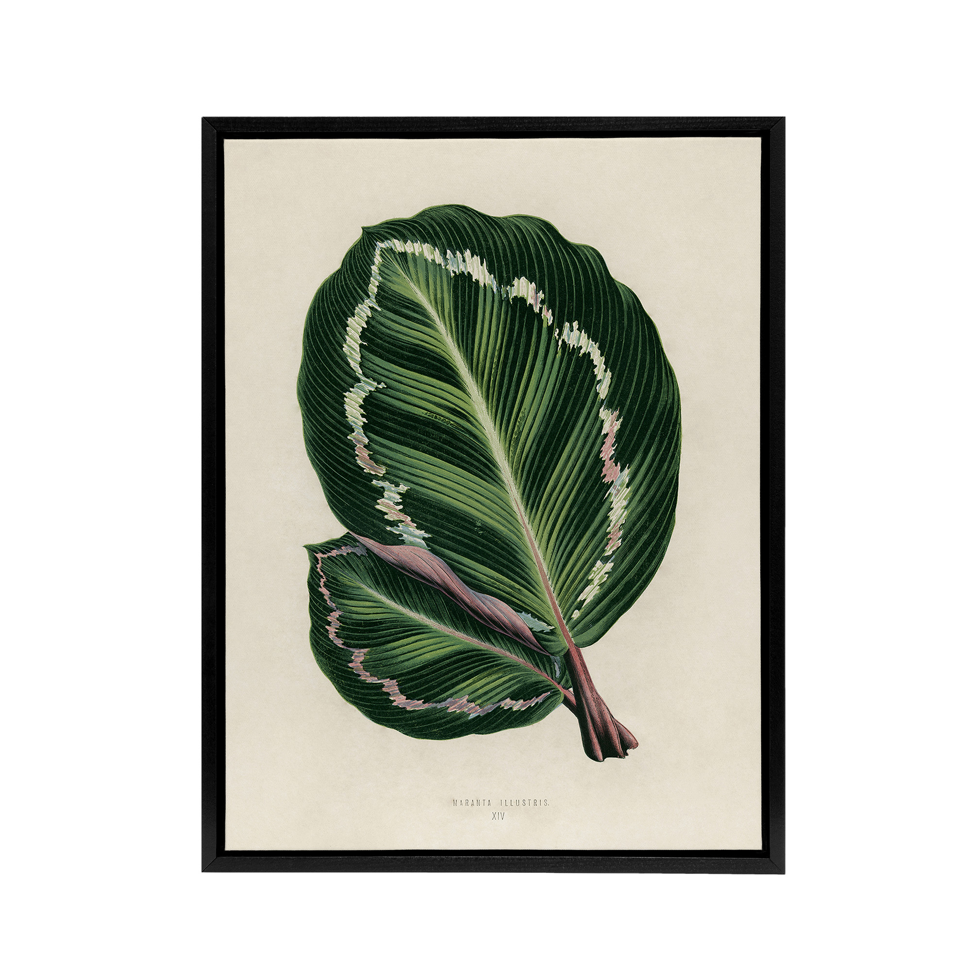 Vintage Botanical Maranta Calathea Leaves Fawcett Black Framed Canvas Wall Art