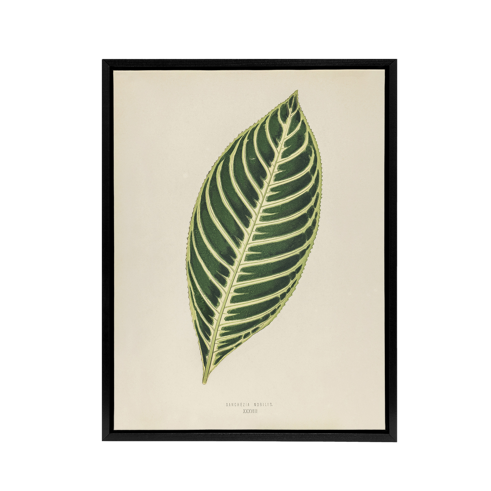 Vintage Botanical Tiger Plant Leaf Fawcett Black Framed Canvas Wall Art Print