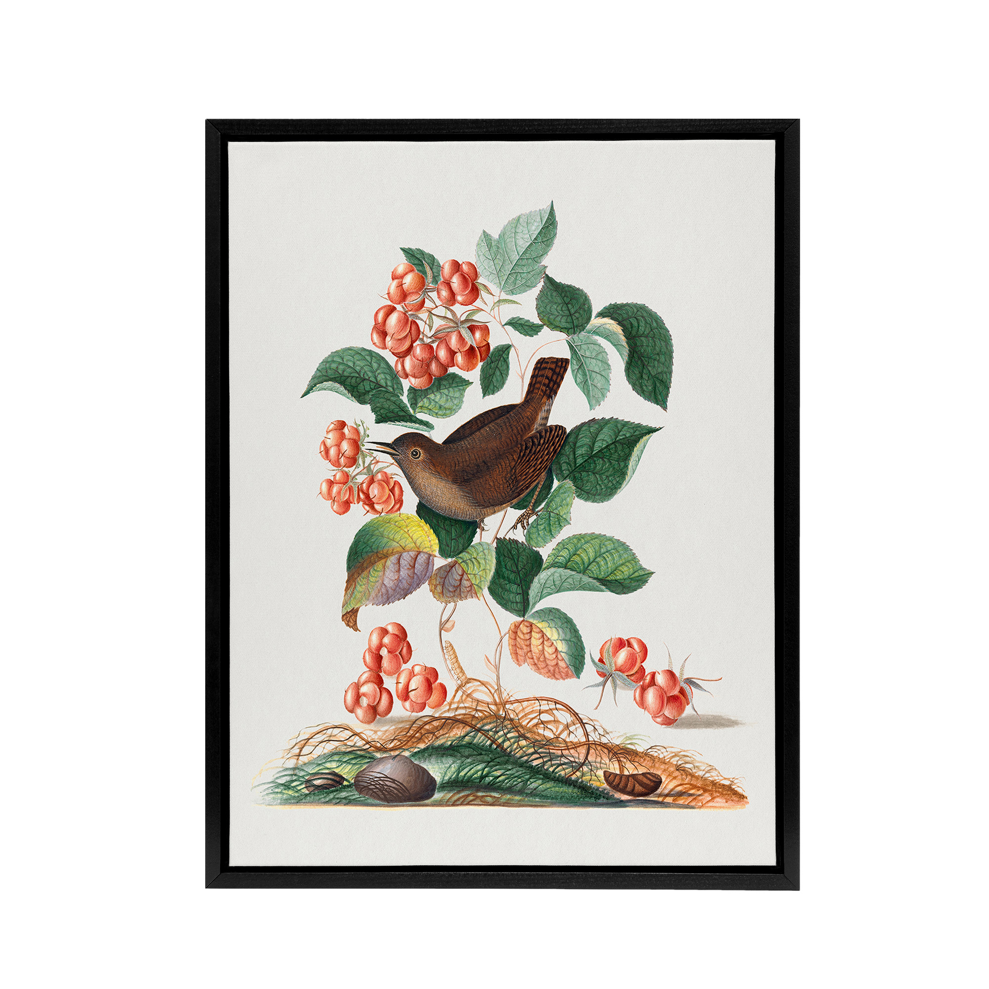 Eurasian Wren and Raspberry Plant Bolton Black Framed Canvas Wall Art Print