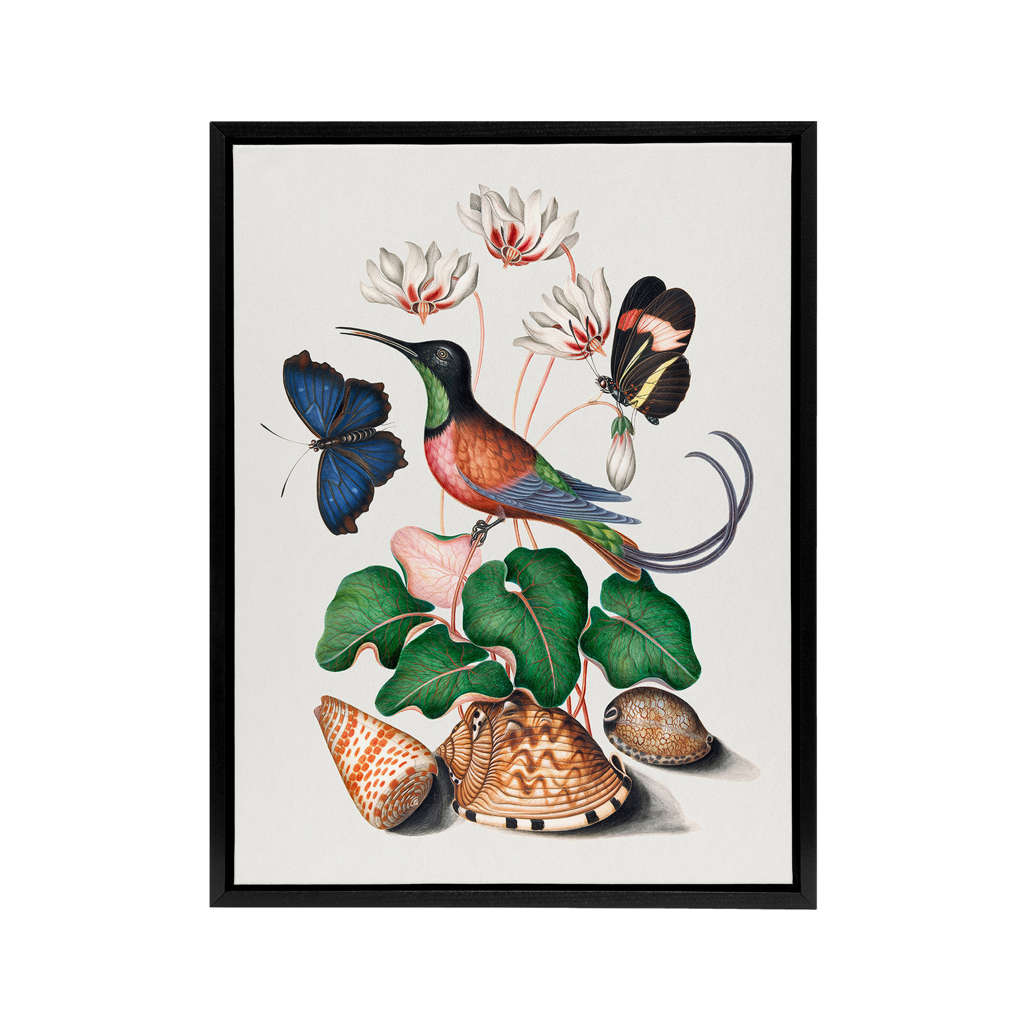 Hummingbird Cyclamen Butterflies Seashells Bolton Black Framed Canvas Wall Art