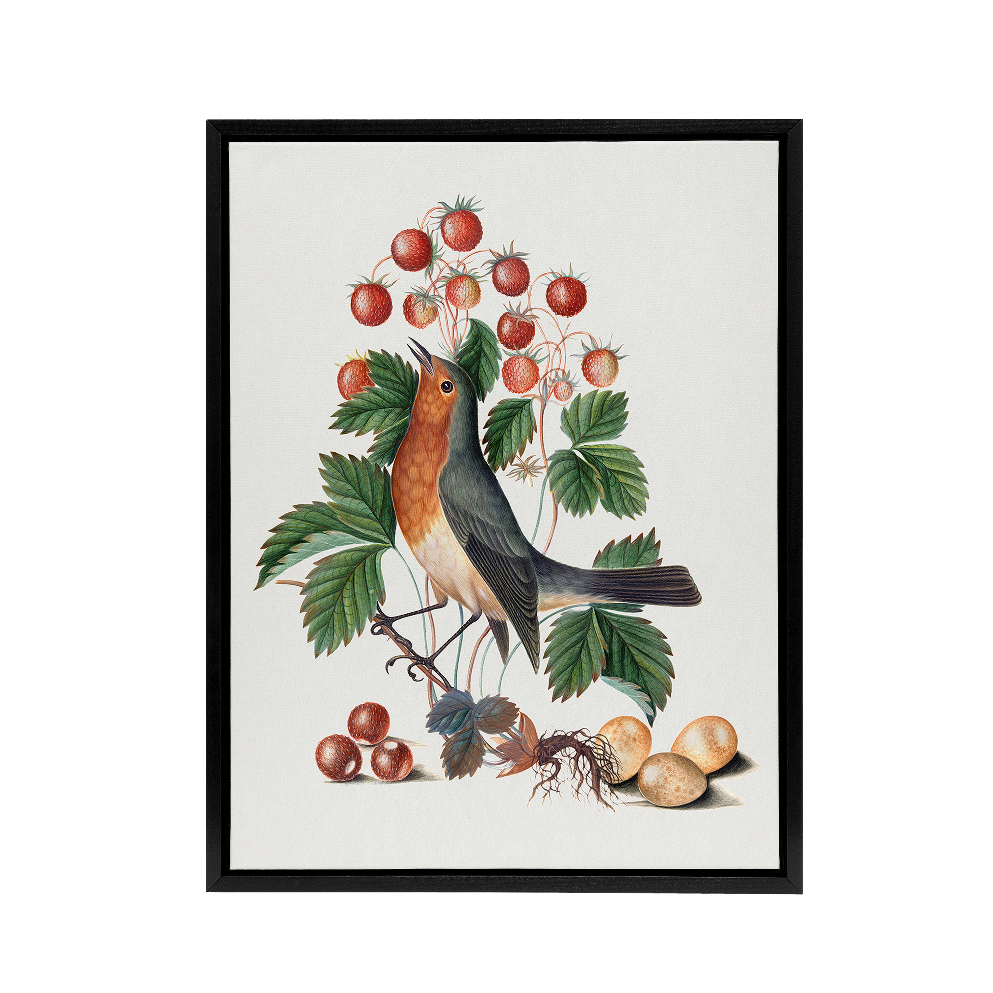 Robin Bird and Wild Strawberry Plant Bolton Black Framed Canvas Wall Art Print