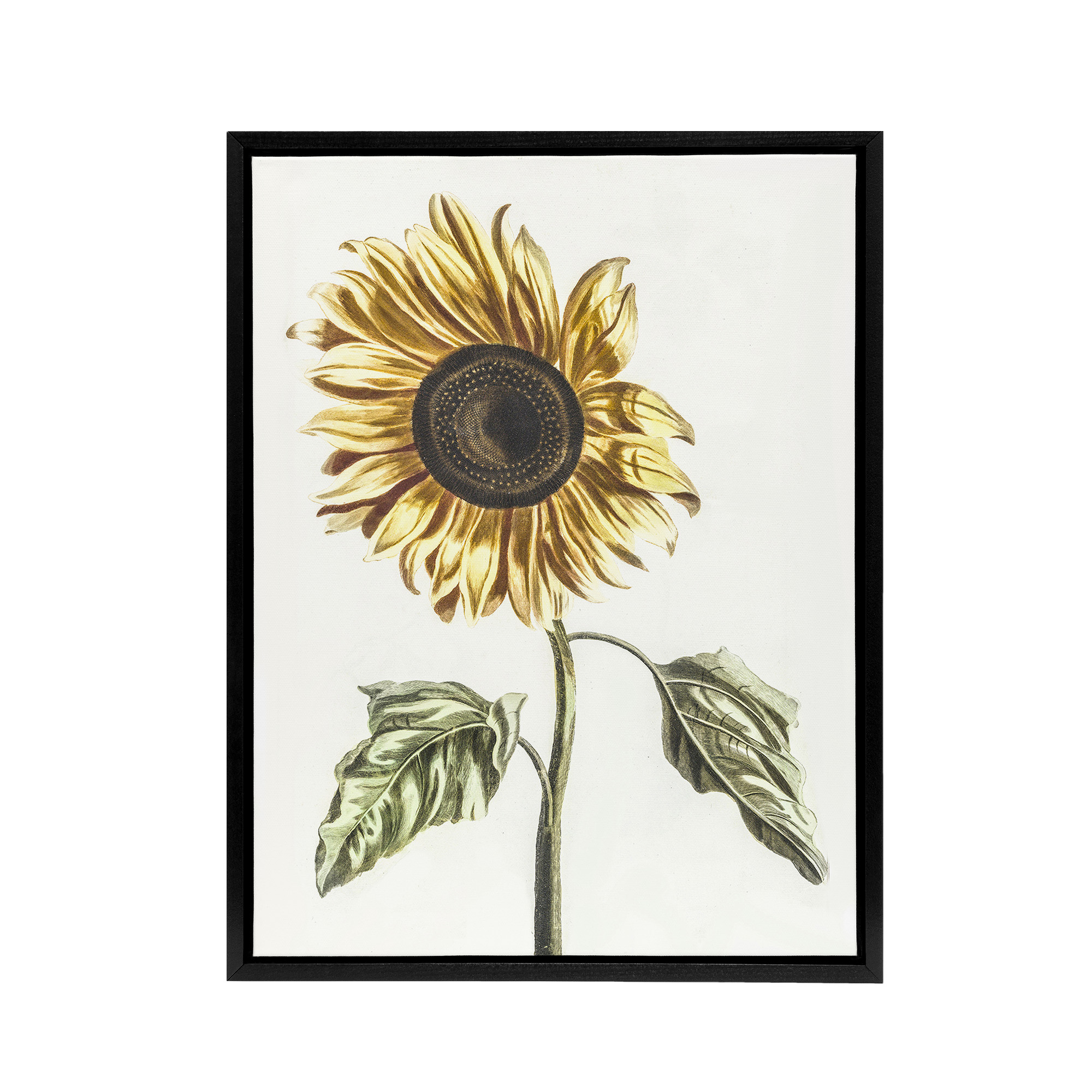 Sunflower Vintage Flower Painting Teyler Black Framed Canvas Wall Art Print