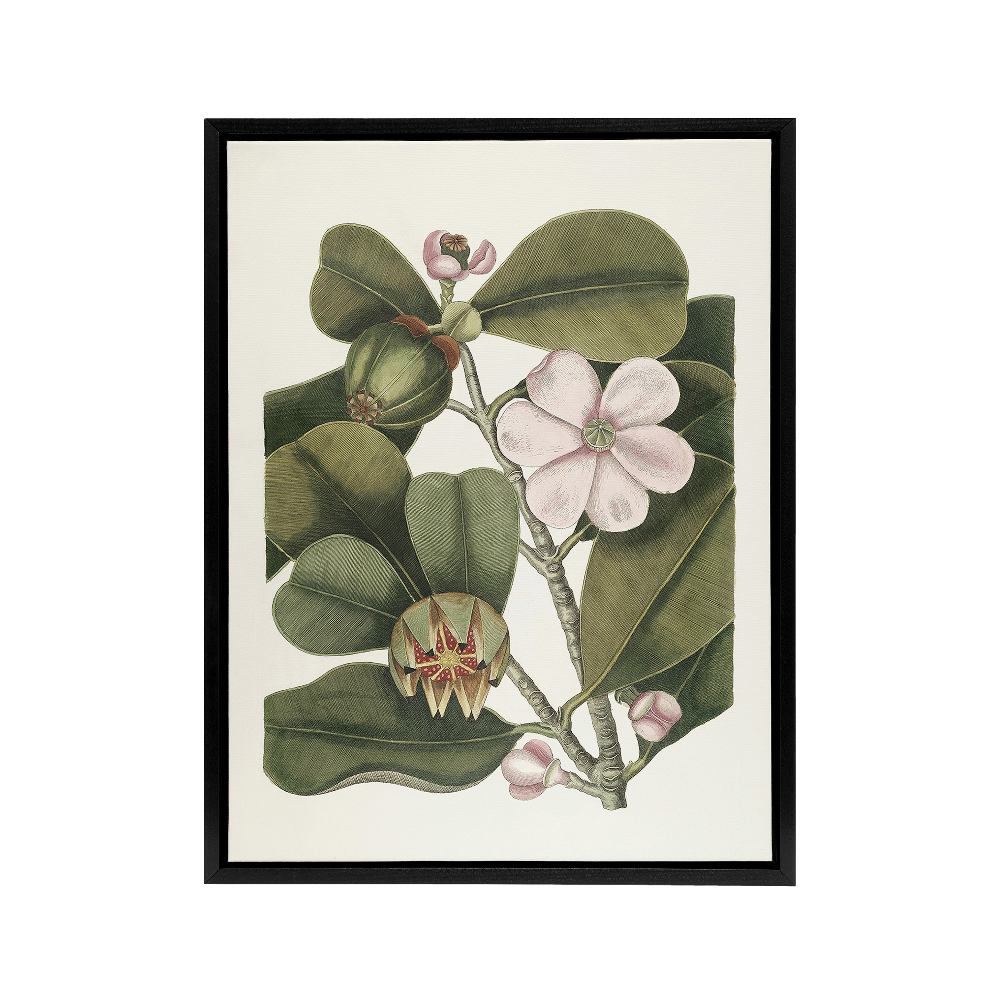 Balsam Tree Flower Vintage Botanical Catesby Black Framed Canvas Wall Art Print