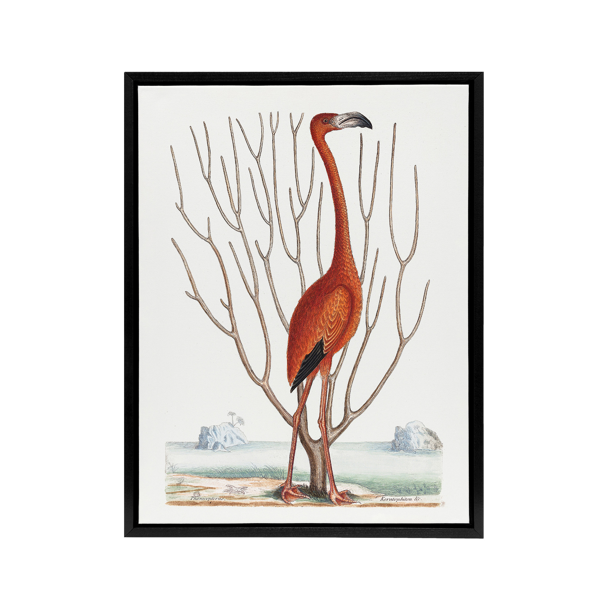 Flamingo Bird Vintage Illustration Catesby Black Framed Canvas Wall Art Print
