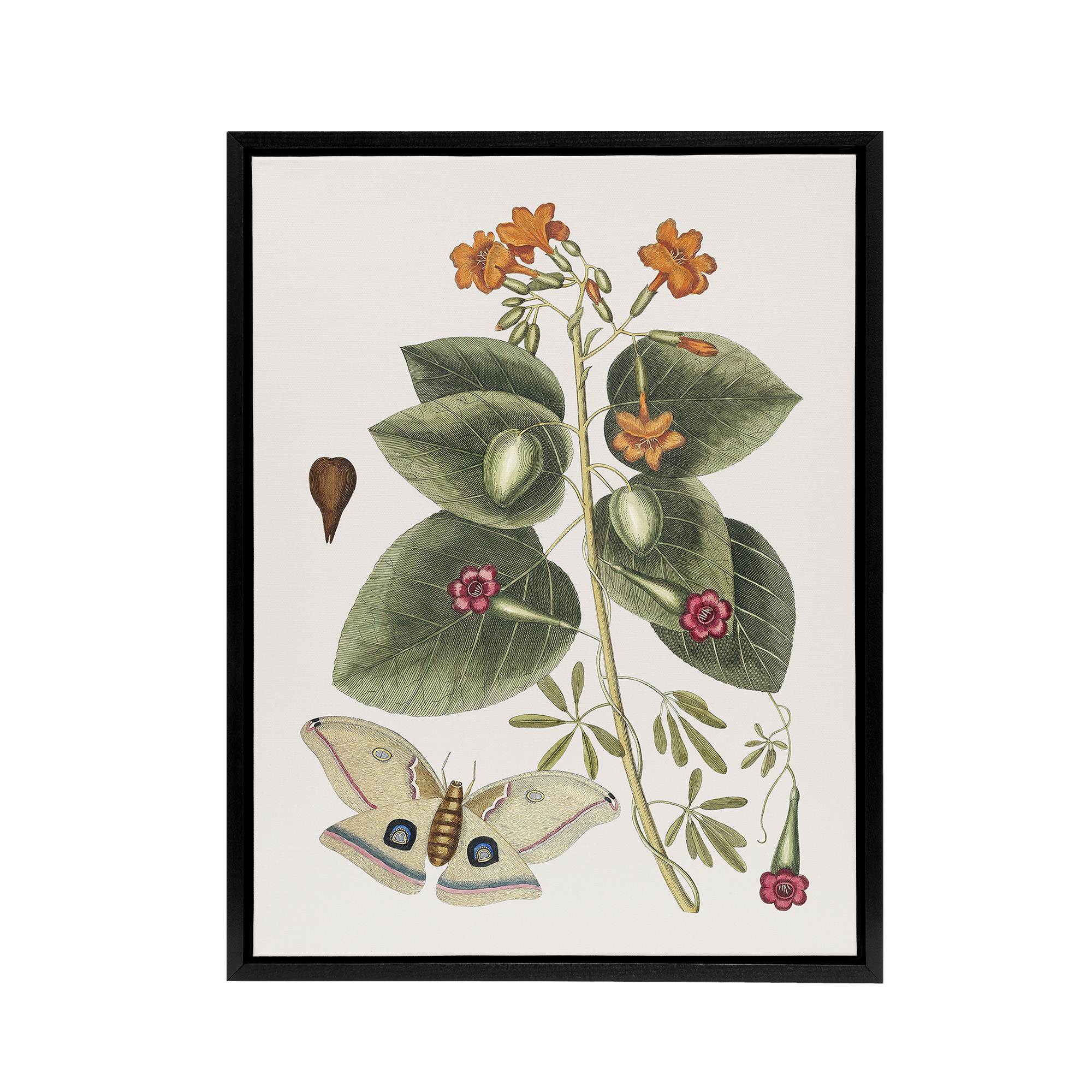 Great Moth Tievine and Geiger Tree Flowers Catesby Black Framed Canvas Wall Art
