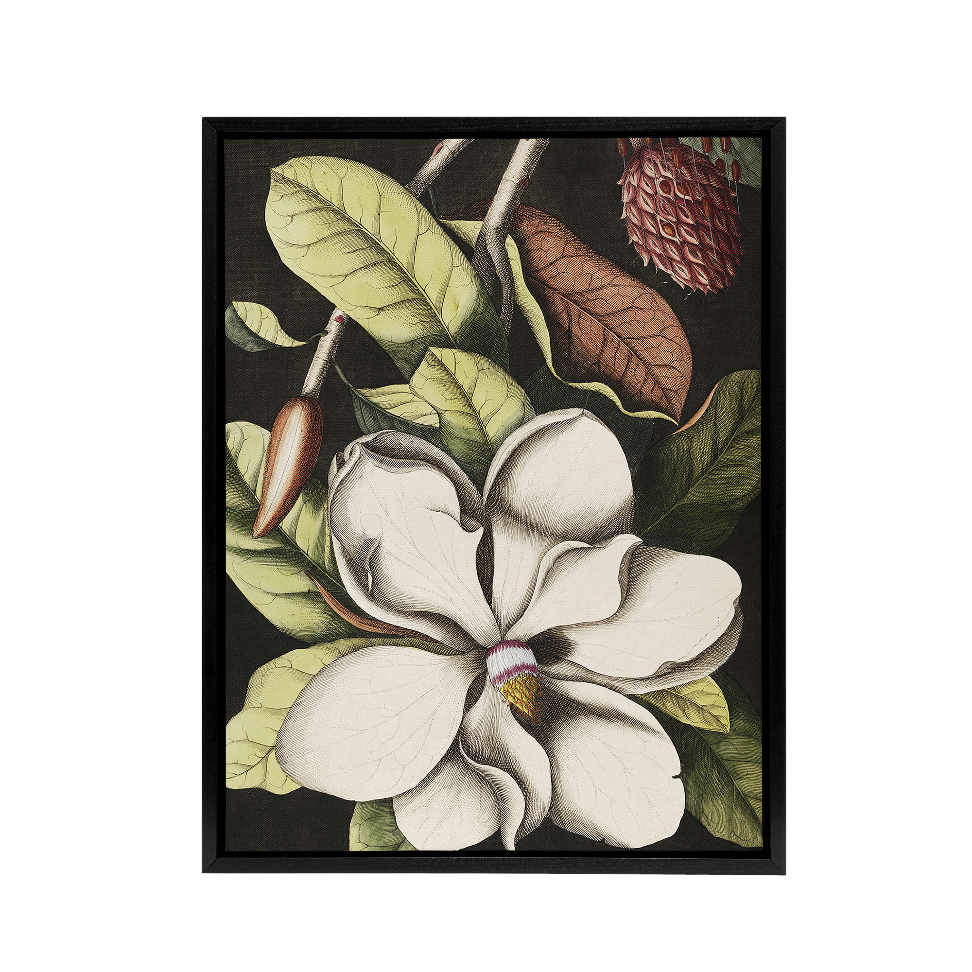 Laurel Tree Magnolia Altissima Flower Catesby Black Framed Canvas Wall Art Print