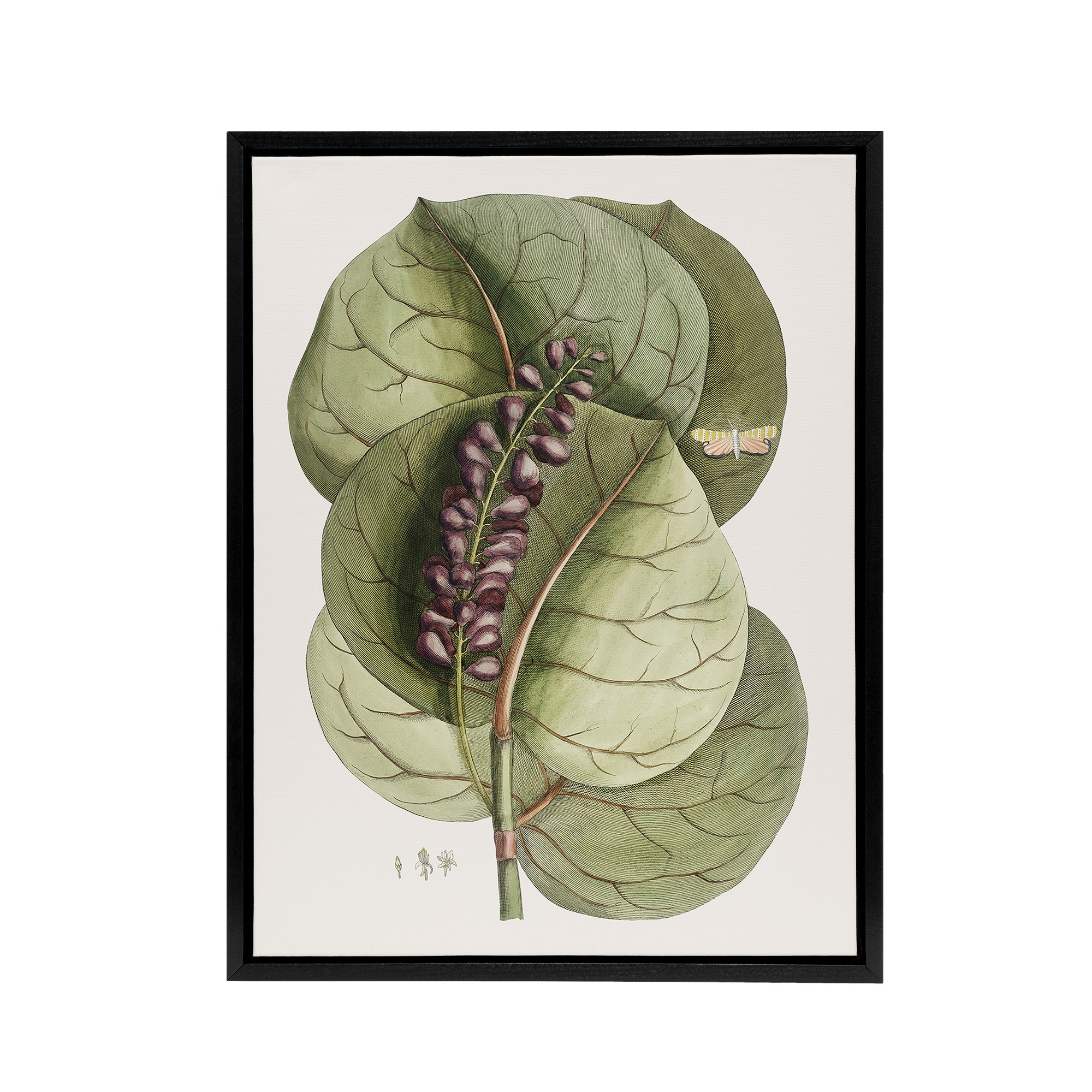 Mangrove Grape Tree Vintage Botanical Catesby Black Framed Canvas Wall Art Print