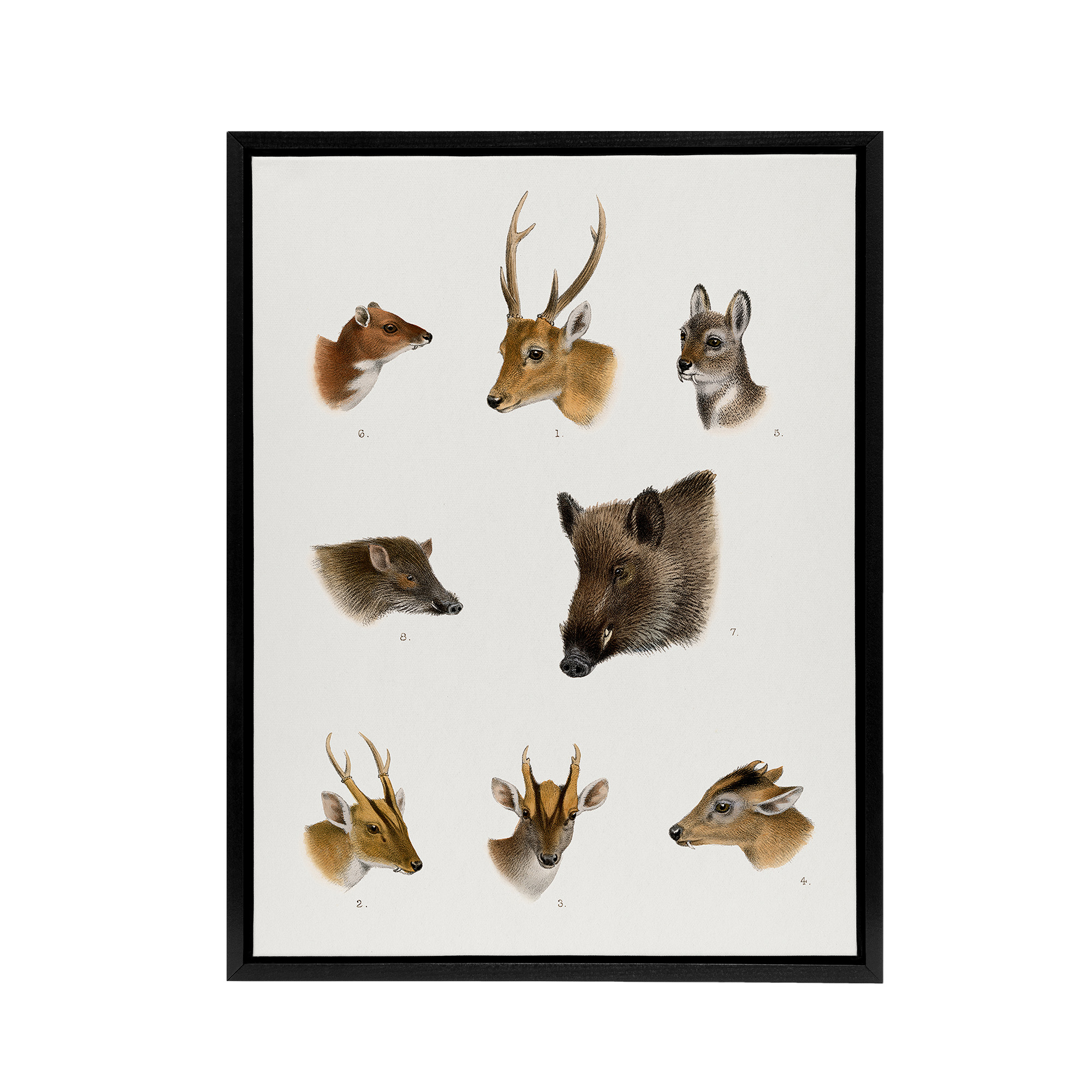 Wildlife Animals Vintage Illustration Lydekker Black Framed Canvas Wall Art