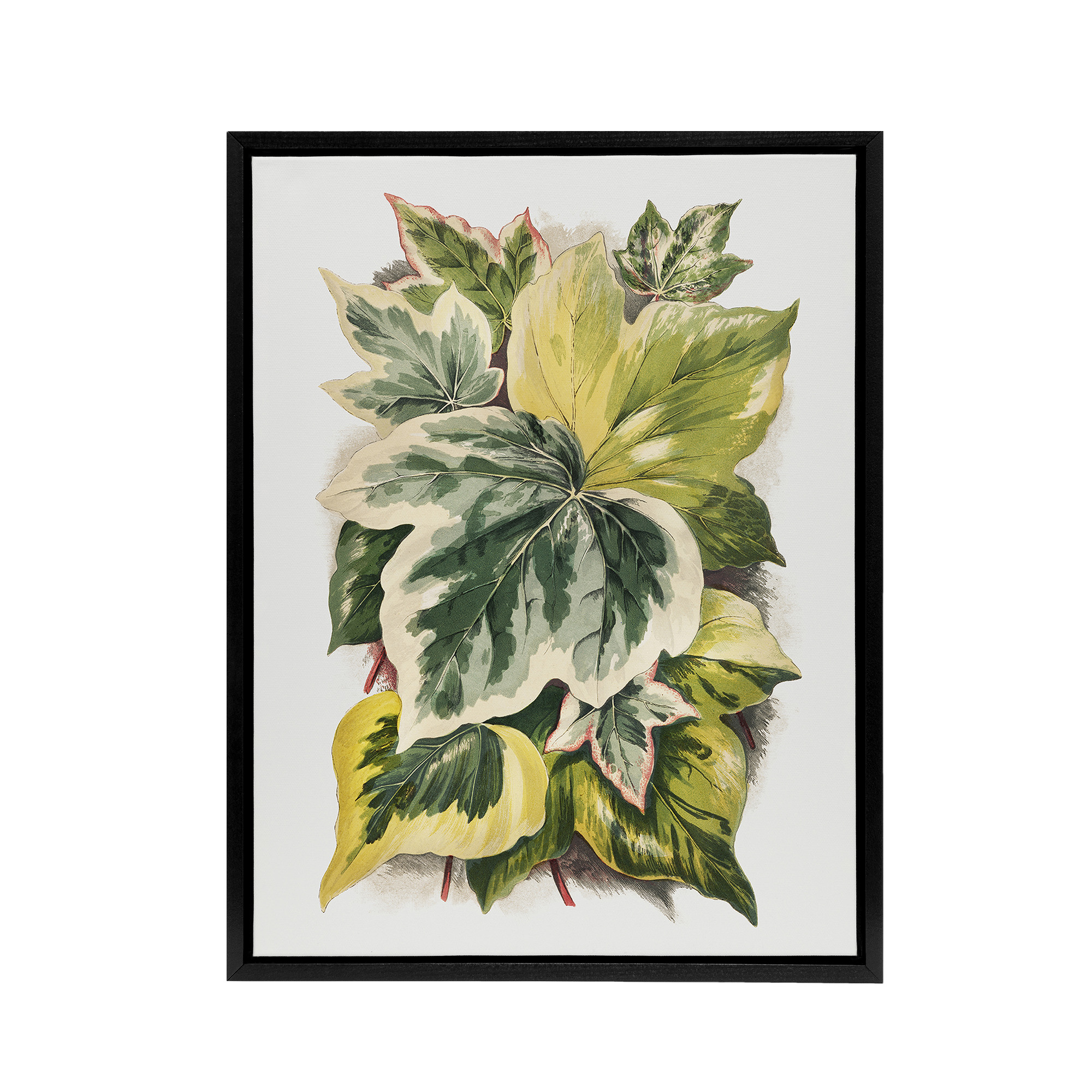 Ivy Leaf Variations Vintage Botanical Hibberd Black Framed Canvas Wall Art Print