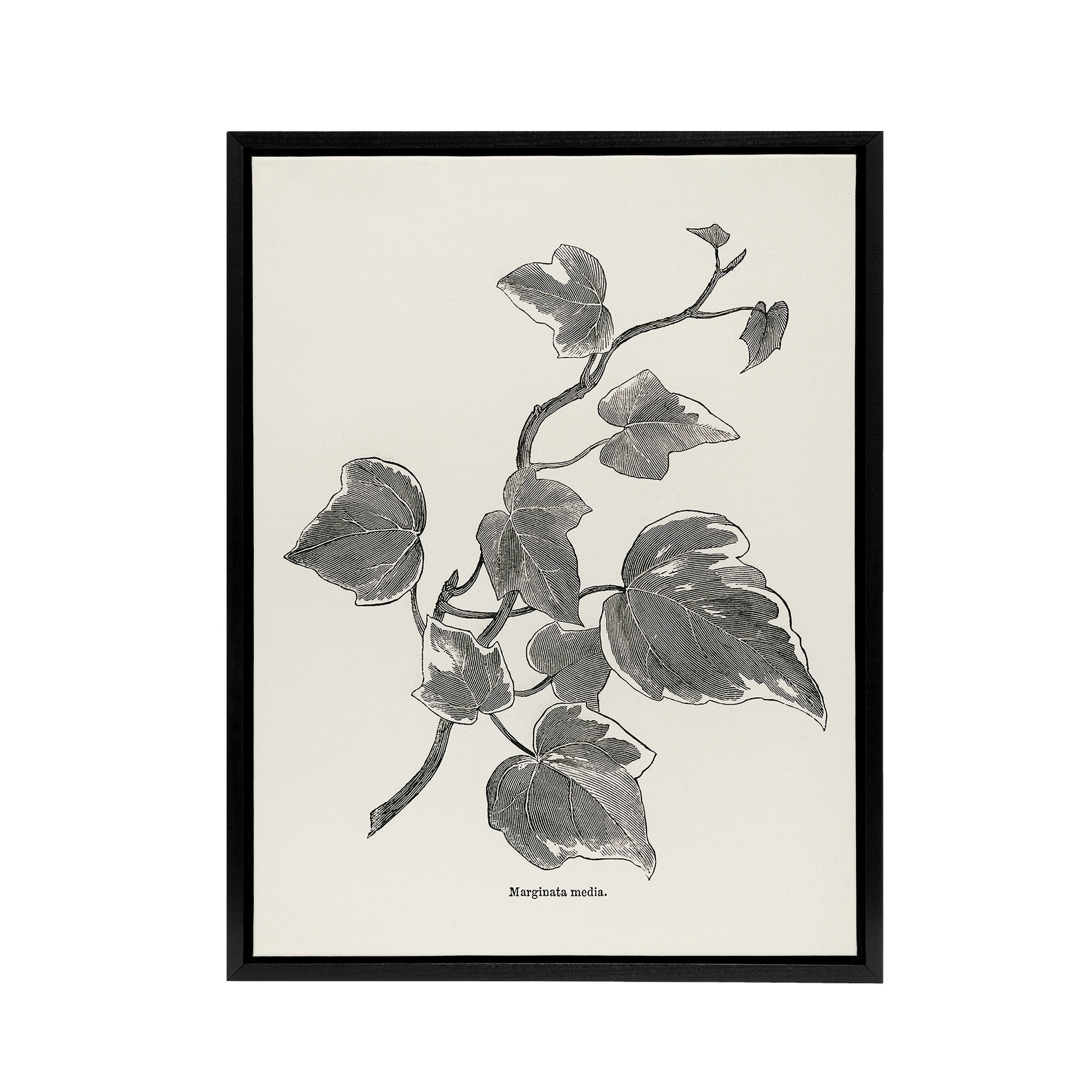 Vintage Botanical Marginata Ivy Hibberd Black Framed Canvas Wall Art Print