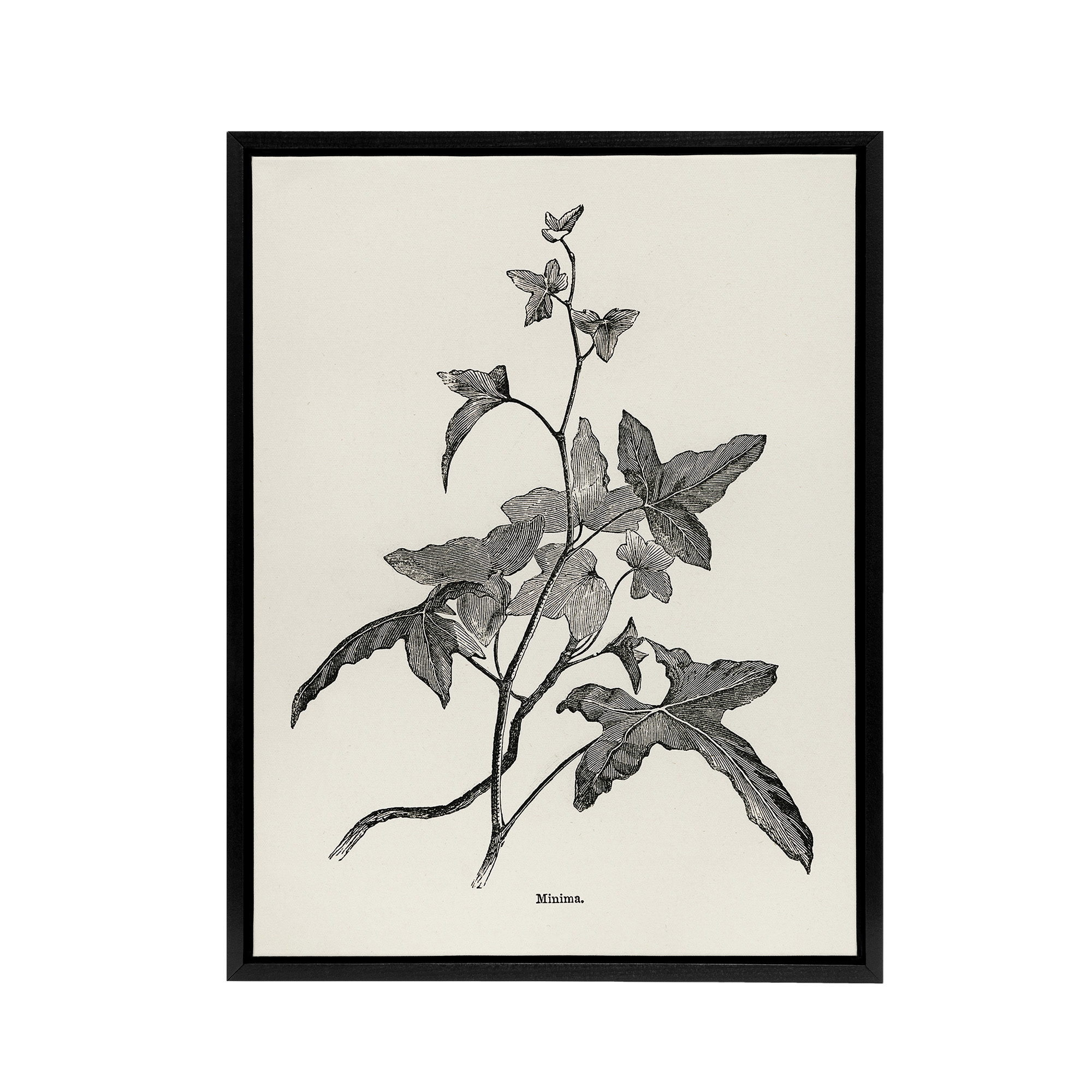 Vintage Botanical Minima Ivy Shirley Hibberd Black Framed Canvas Wall Art Print