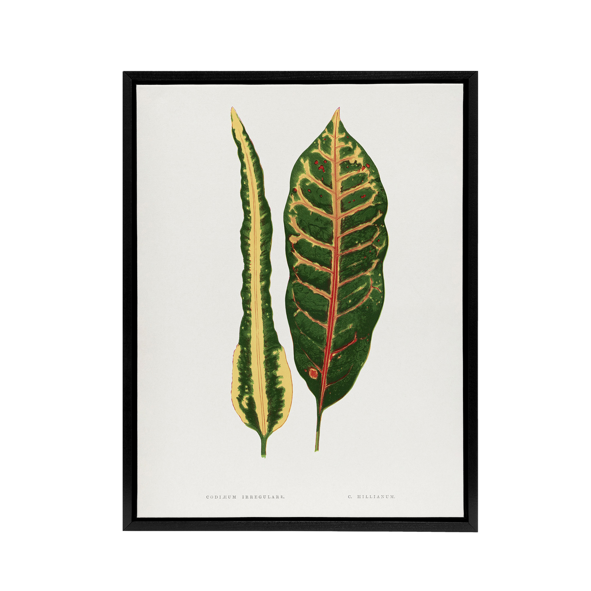 AF Lydon Benjamin Fawcett Croton Plant Leaf Varieties Framed Canvas Art Print