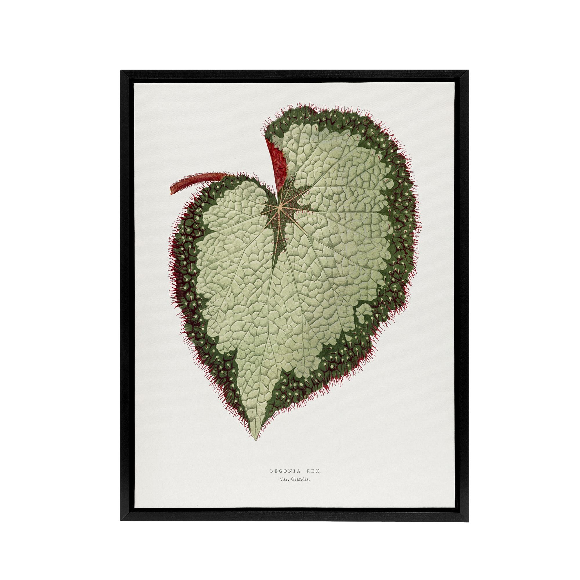 AF Lydon B Fawcett Begonia Rex Grandis Variety Leaf Framed Canvas Wall Art Print
