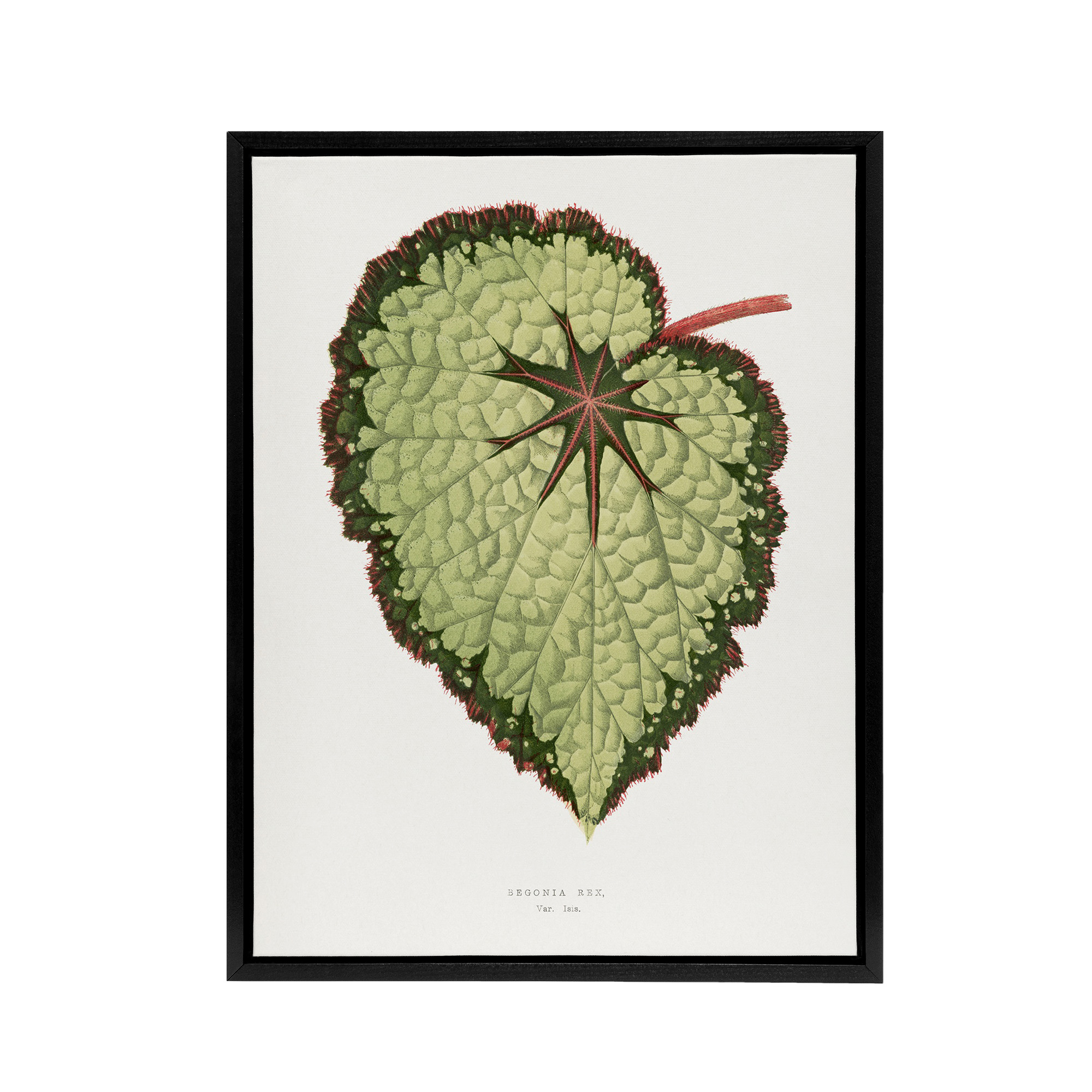 AF Lydon B Fawcett Begonia Rex Isis Variety Leaf Framed Canvas Wall Art Print