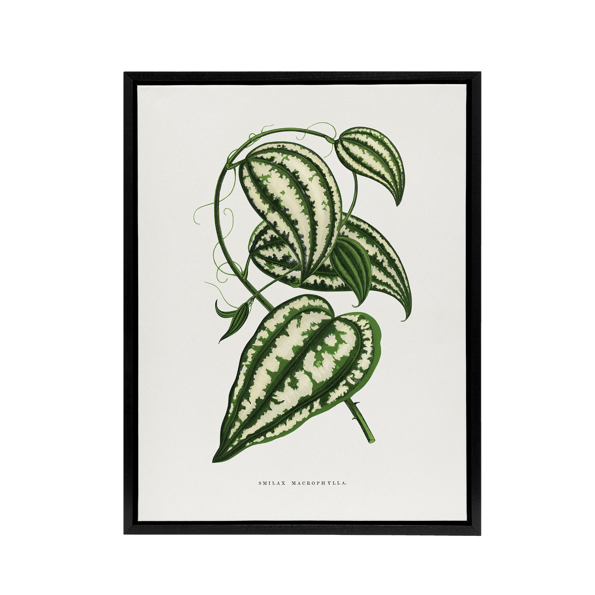 AF Lydon Benjamin Fawcett Smilax Macrophylla Vine Framed Canvas Wall Art Print