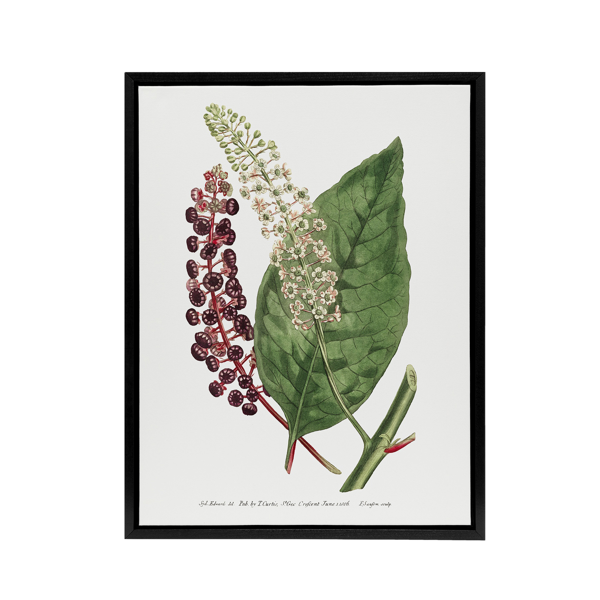 Francis Sansom American Pokeweed Vintage Botanical Framed Canvas Wall Art Print
